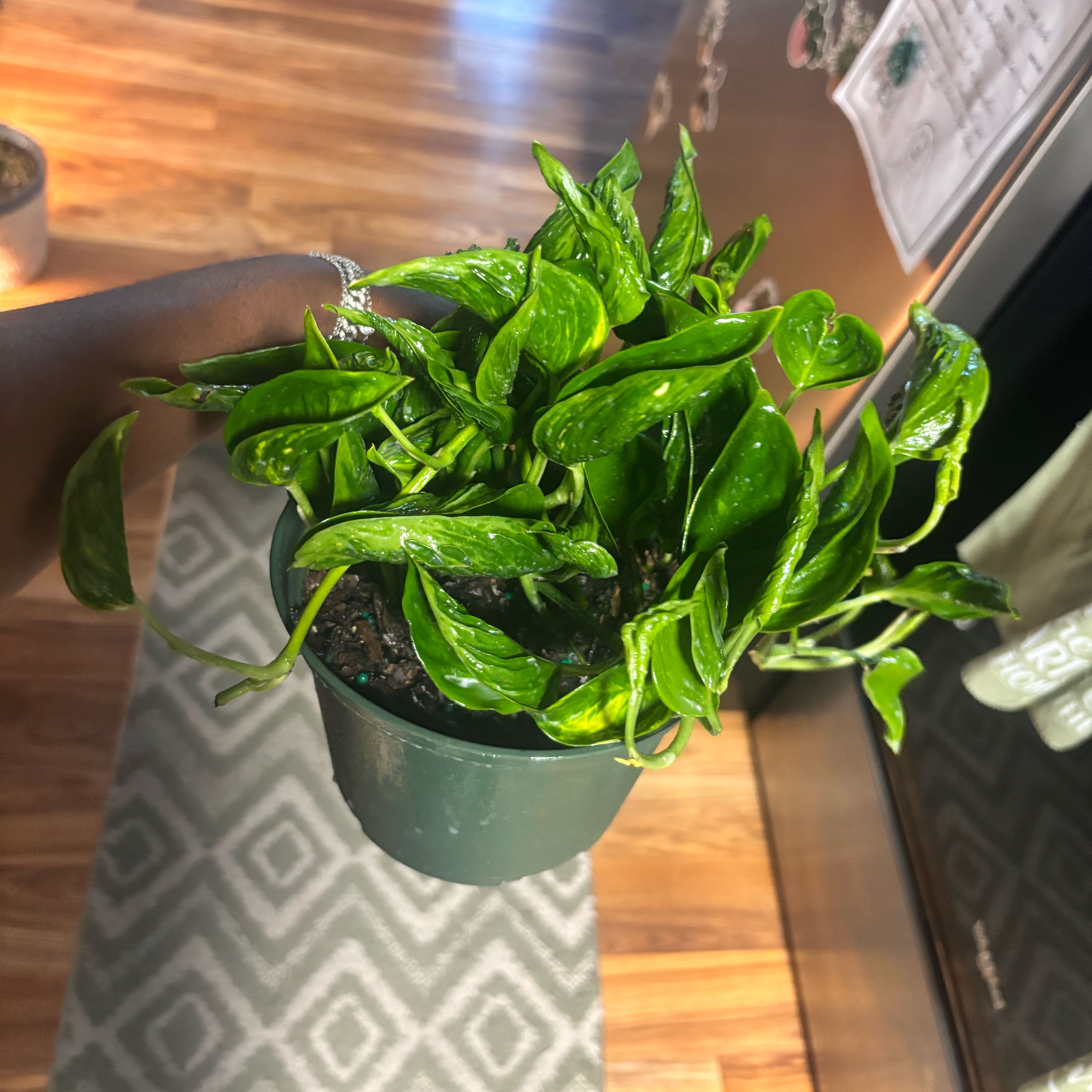 Photo of the plant species Pothos 'Shangri La' by @Plant-princesss named Beyonce on Greg, the plant care app