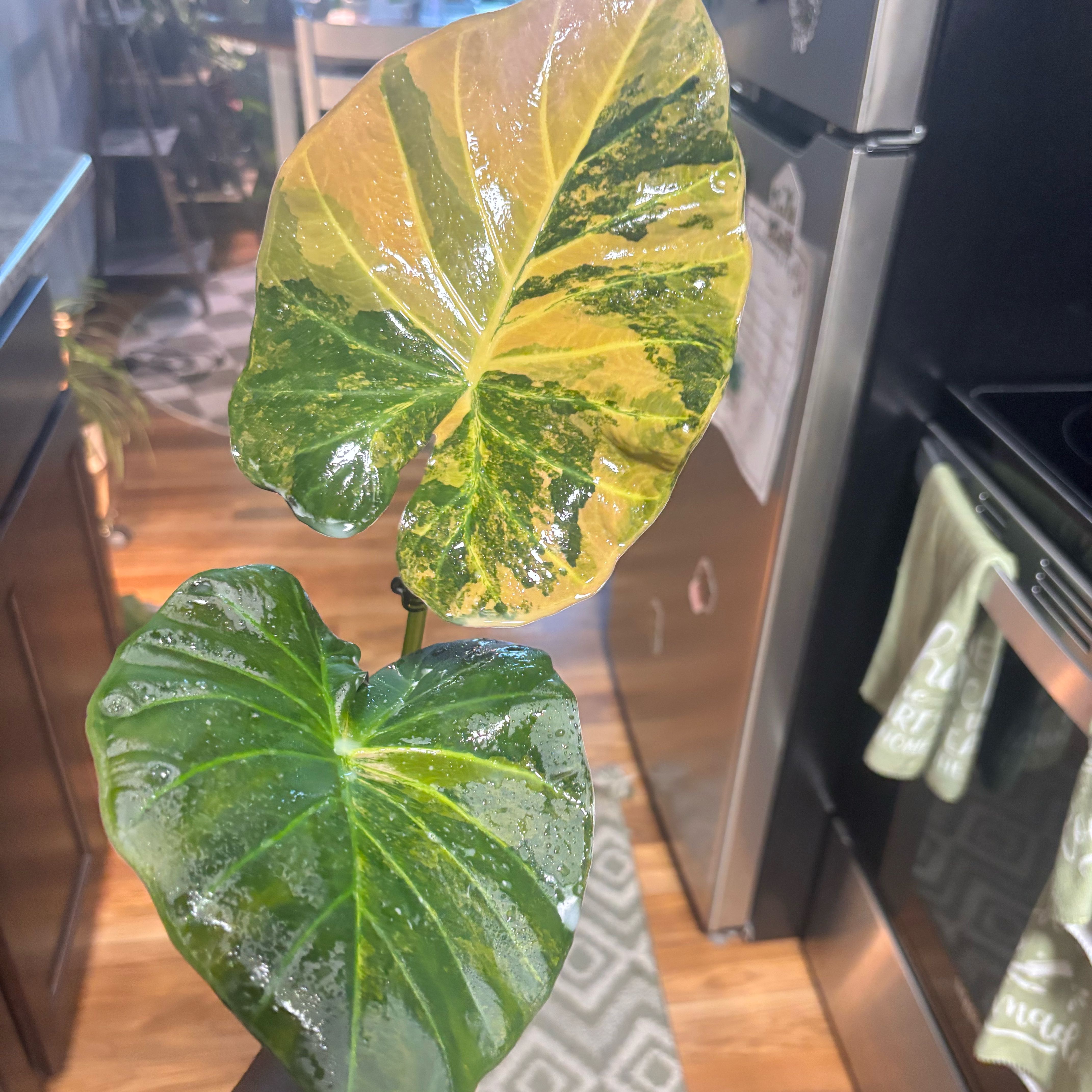Photo of the plant species Alocasia Regal Shield Aurea by @Plant-princesss named Keanu Leaves on Greg, the plant care app
