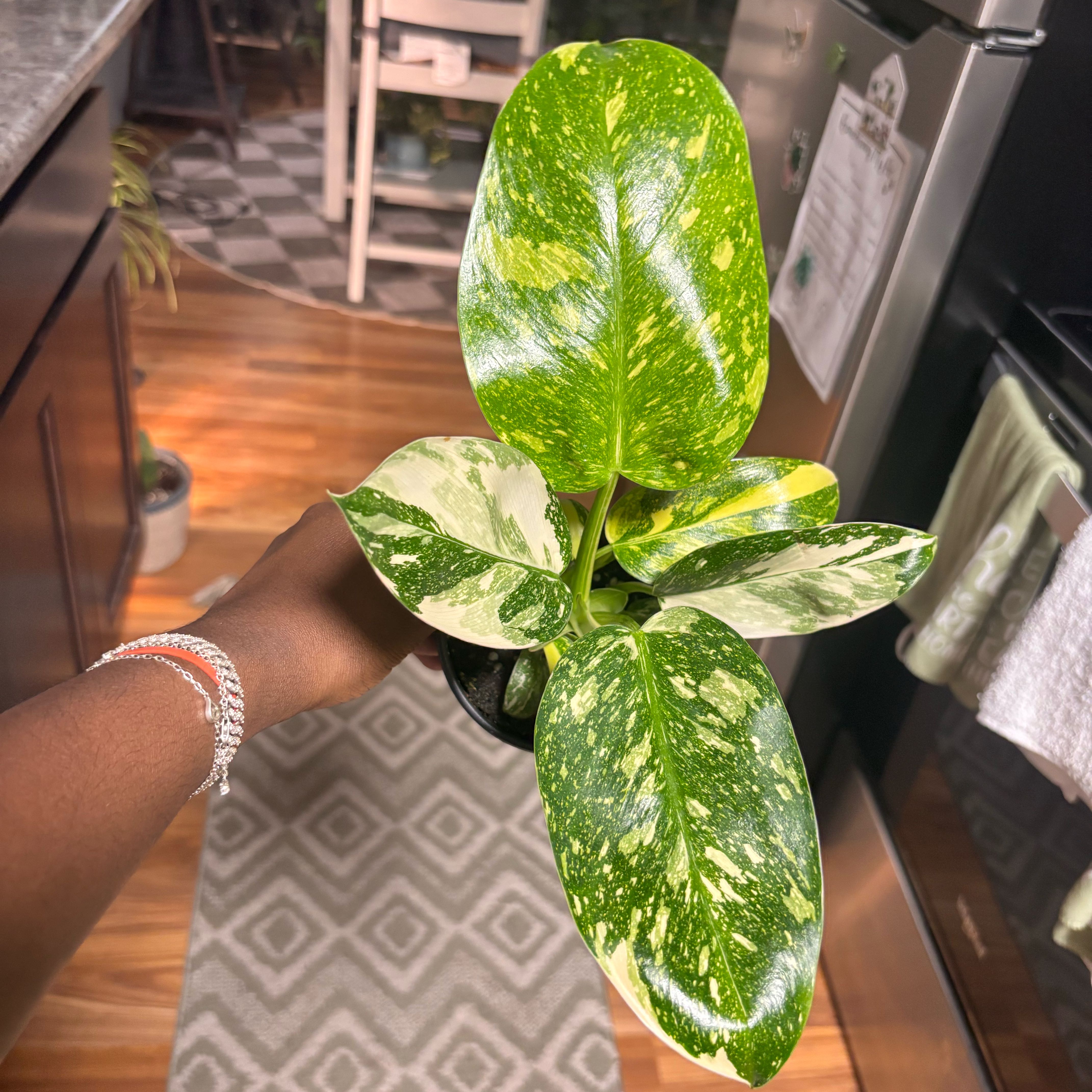 Photo of the plant species Philo Green Congo Nuclear by @Plant-princesss named Denali on Greg, the plant care app