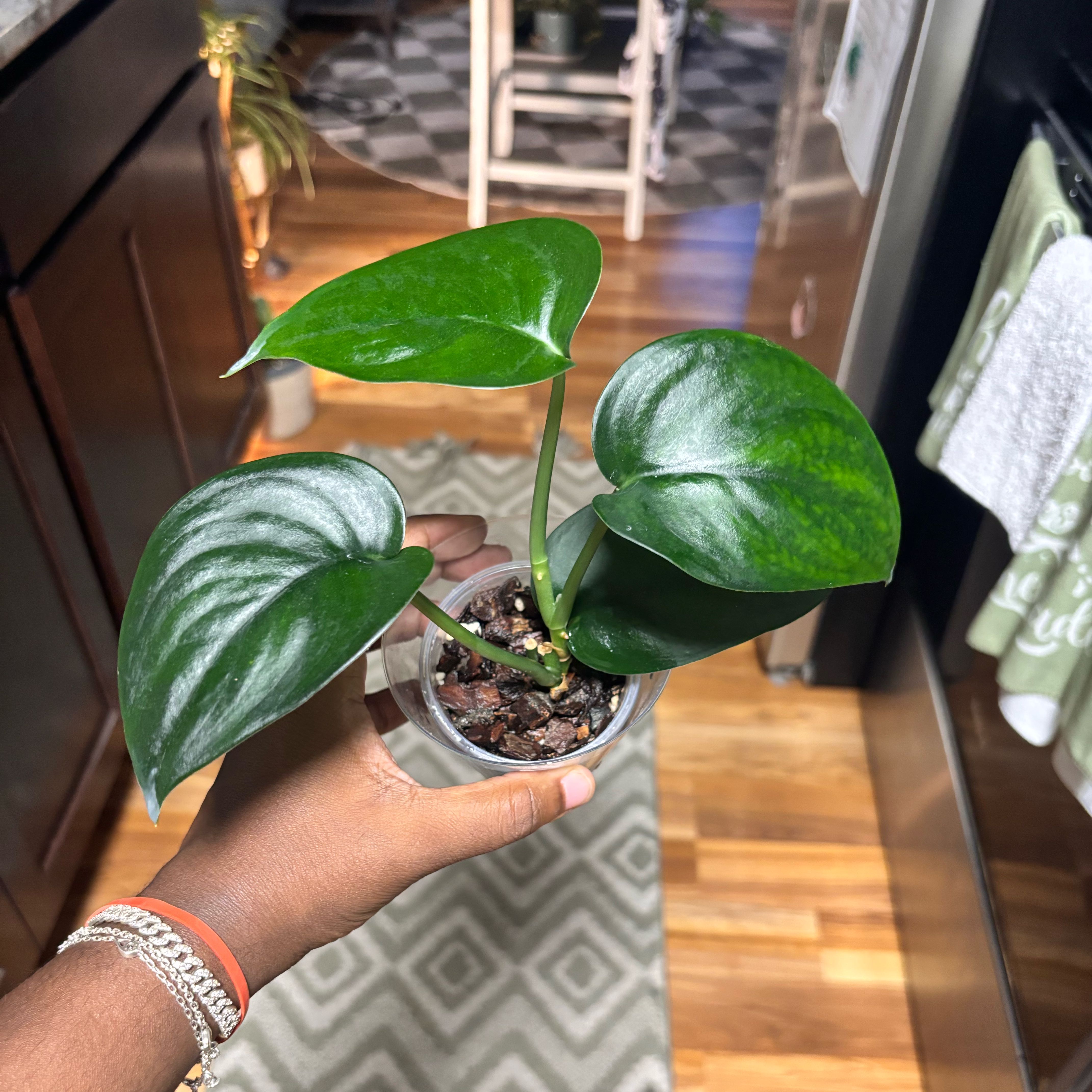 Photo of the plant species Jade Satin Pothos by @Plant-princesss named Daphne on Greg, the plant care app