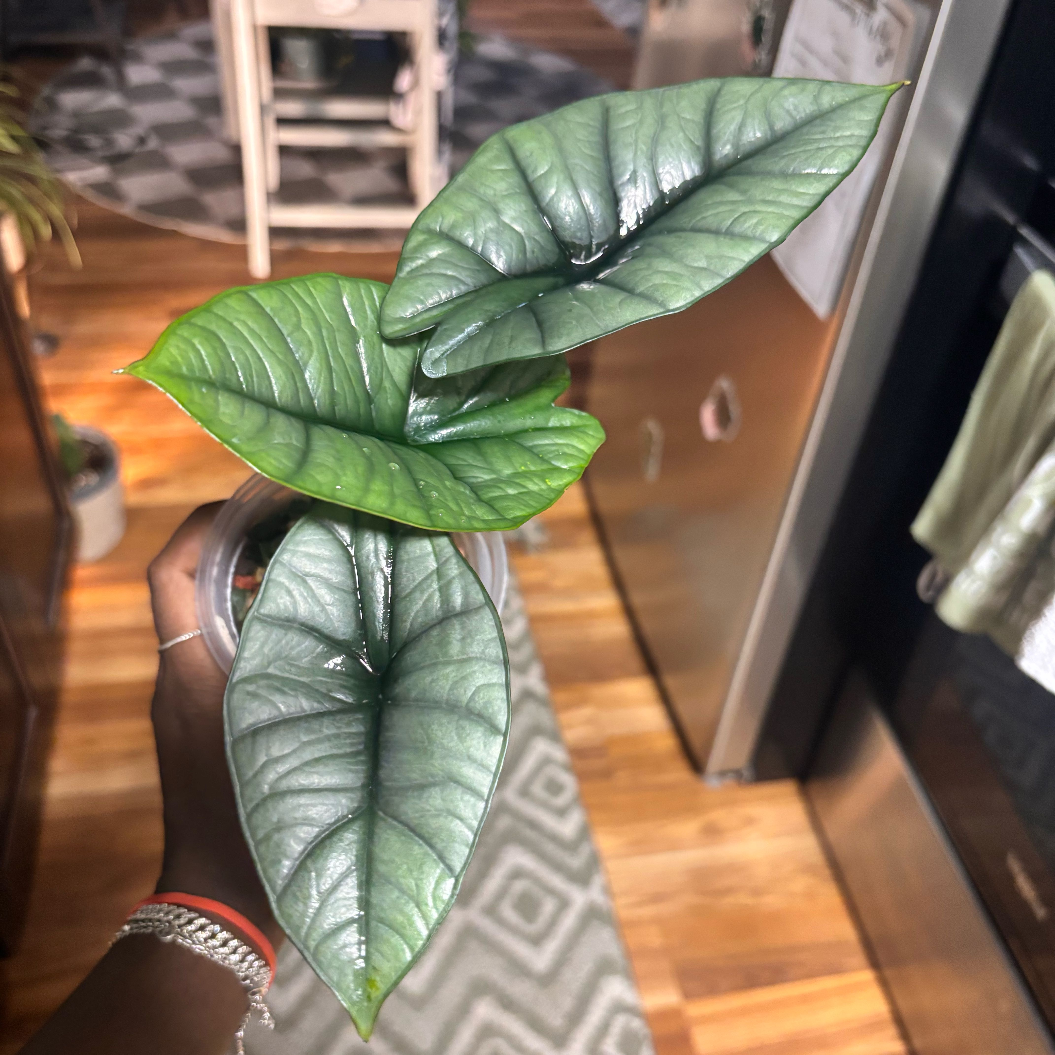 Photo of the plant species Alocasia Bisma by @Plant-princesss named Sherlock on Greg, the plant care app