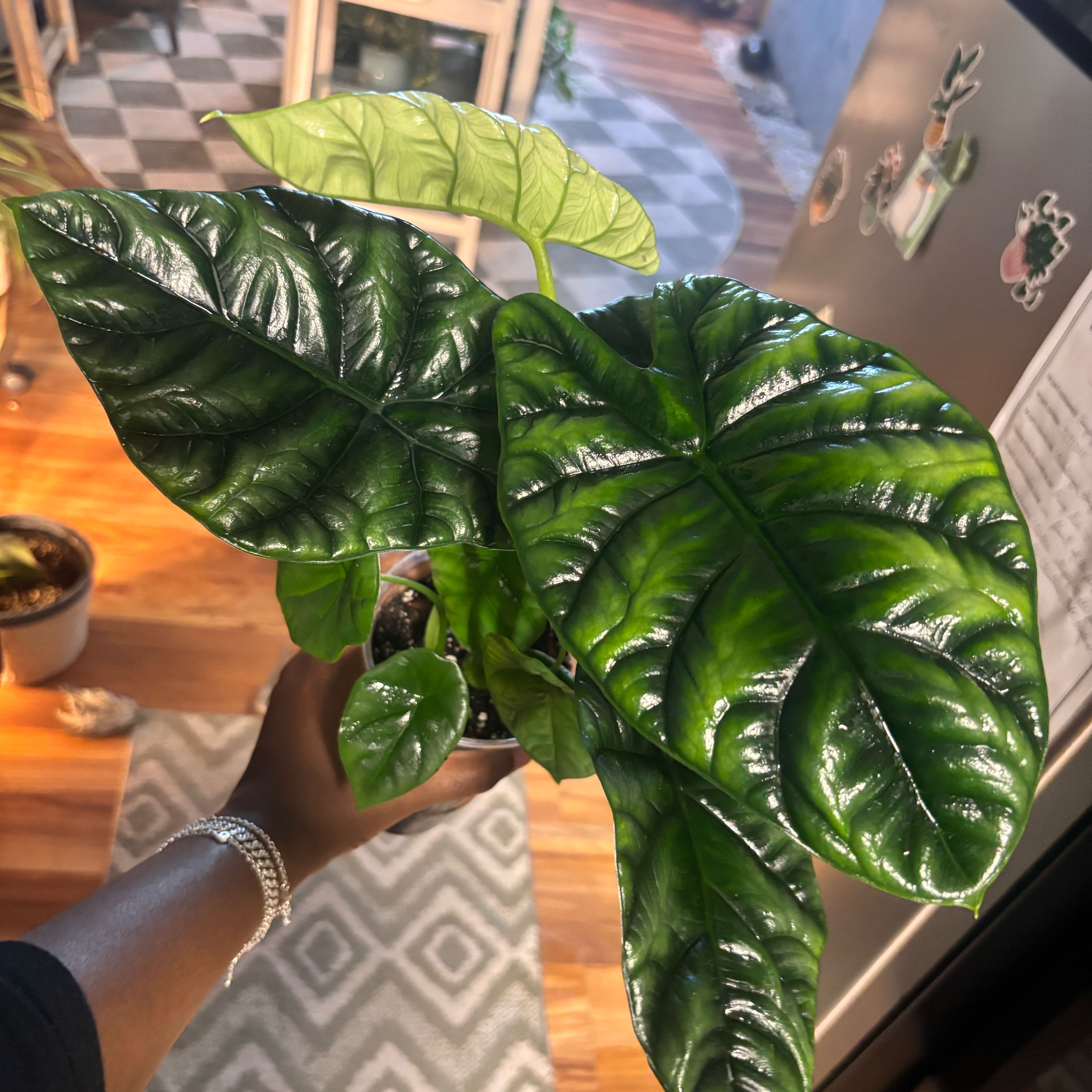 Photo of the plant species Jewel Alocasia by @Plant-princesss named Aria on Greg, the plant care app