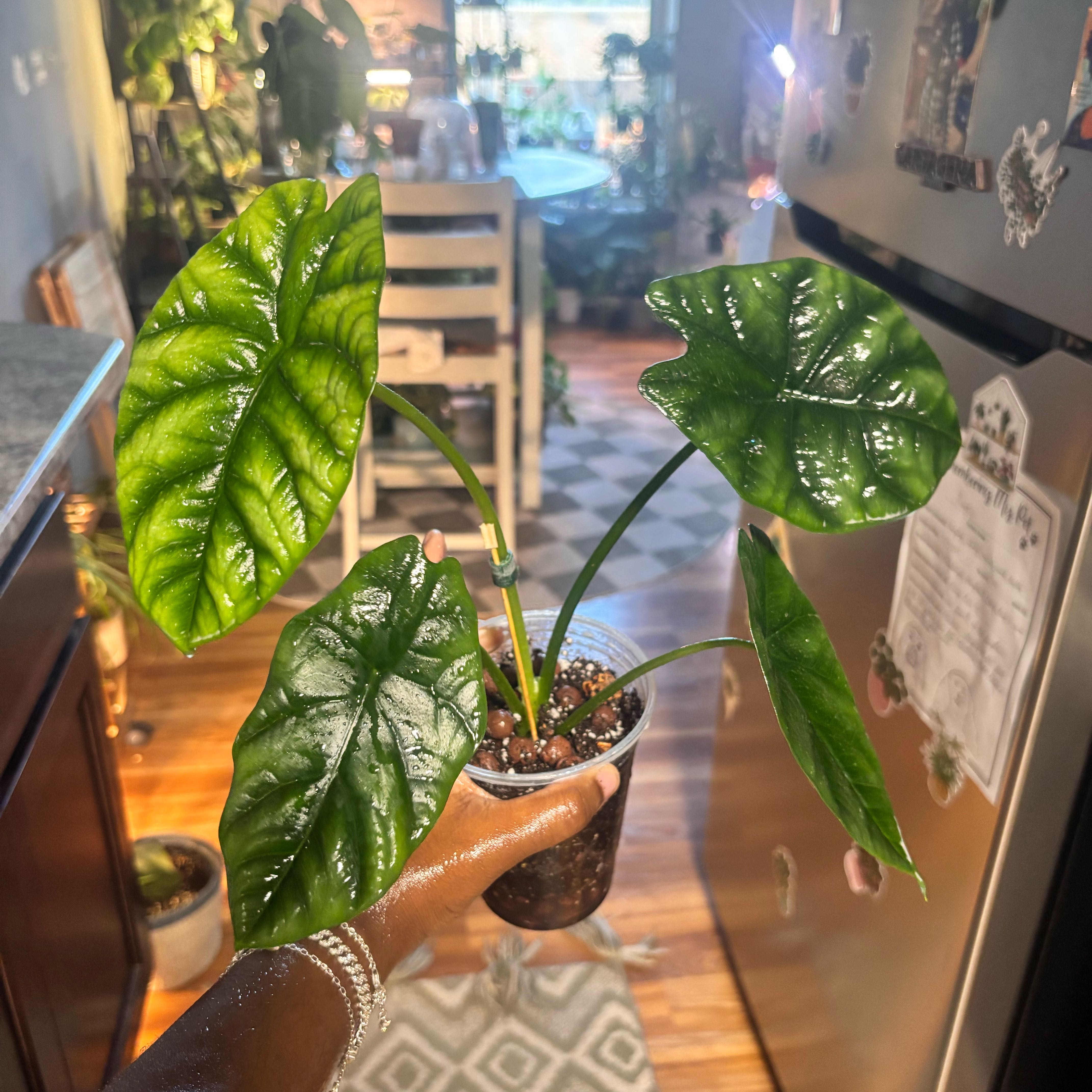 Photo of the plant species Jewel Alocasia by @Plant-princesss named Mochi on Greg, the plant care app