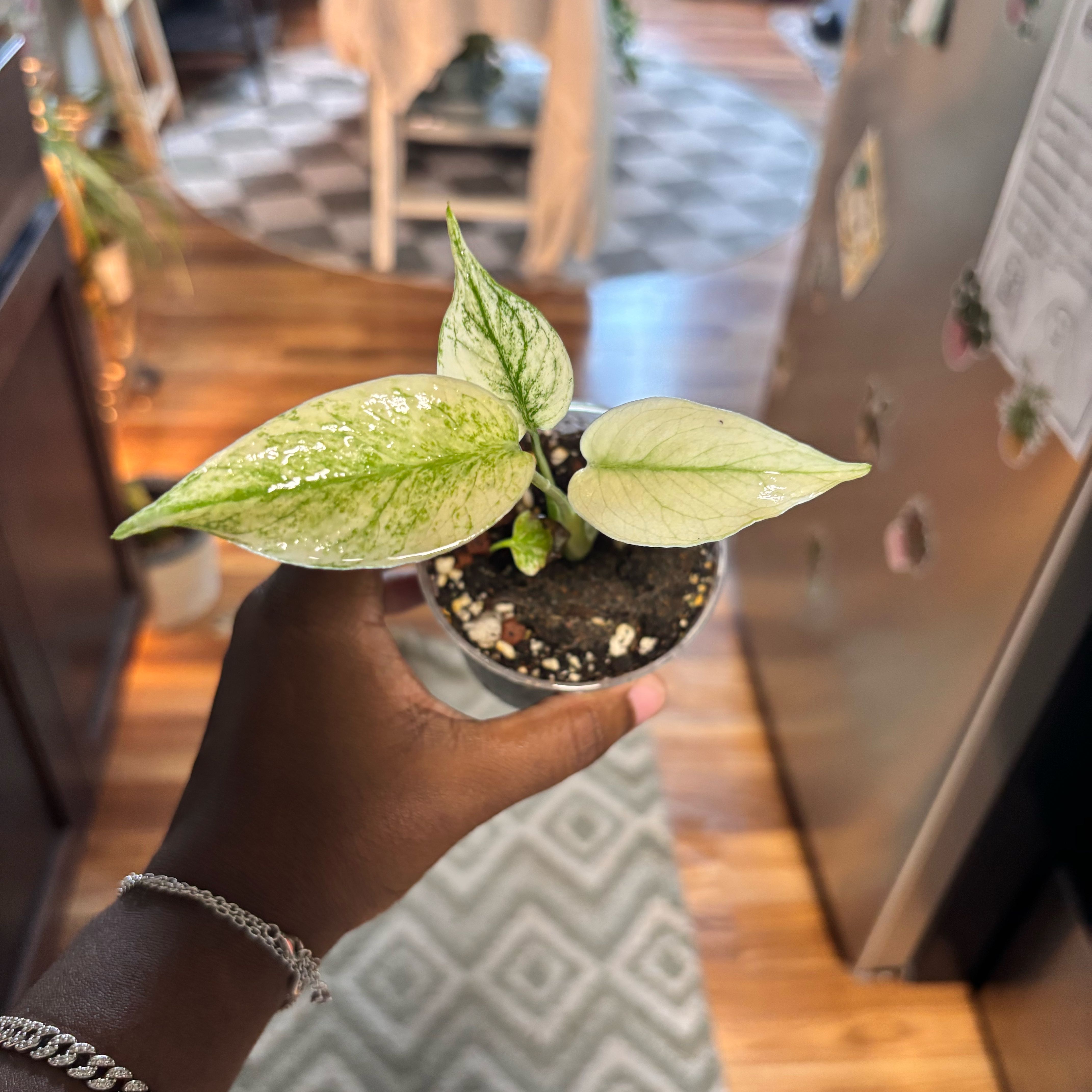 Photo of the plant species Monstera 'White Monster' by @Plant-princesss named Navajo on Greg, the plant care app
