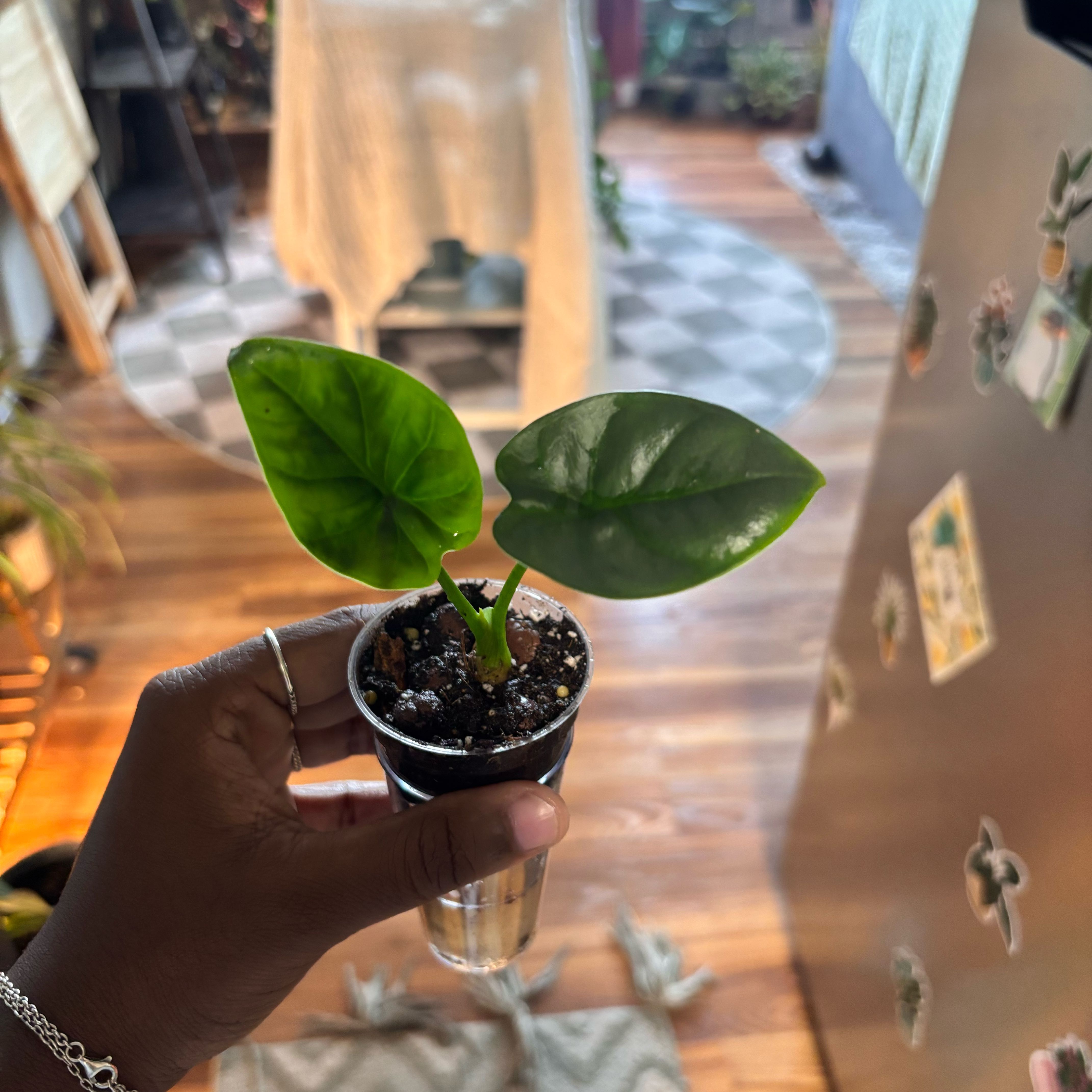 Photo of the plant species Alocasia Lukiwan by @Plant-princesss named Daphne on Greg, the plant care app