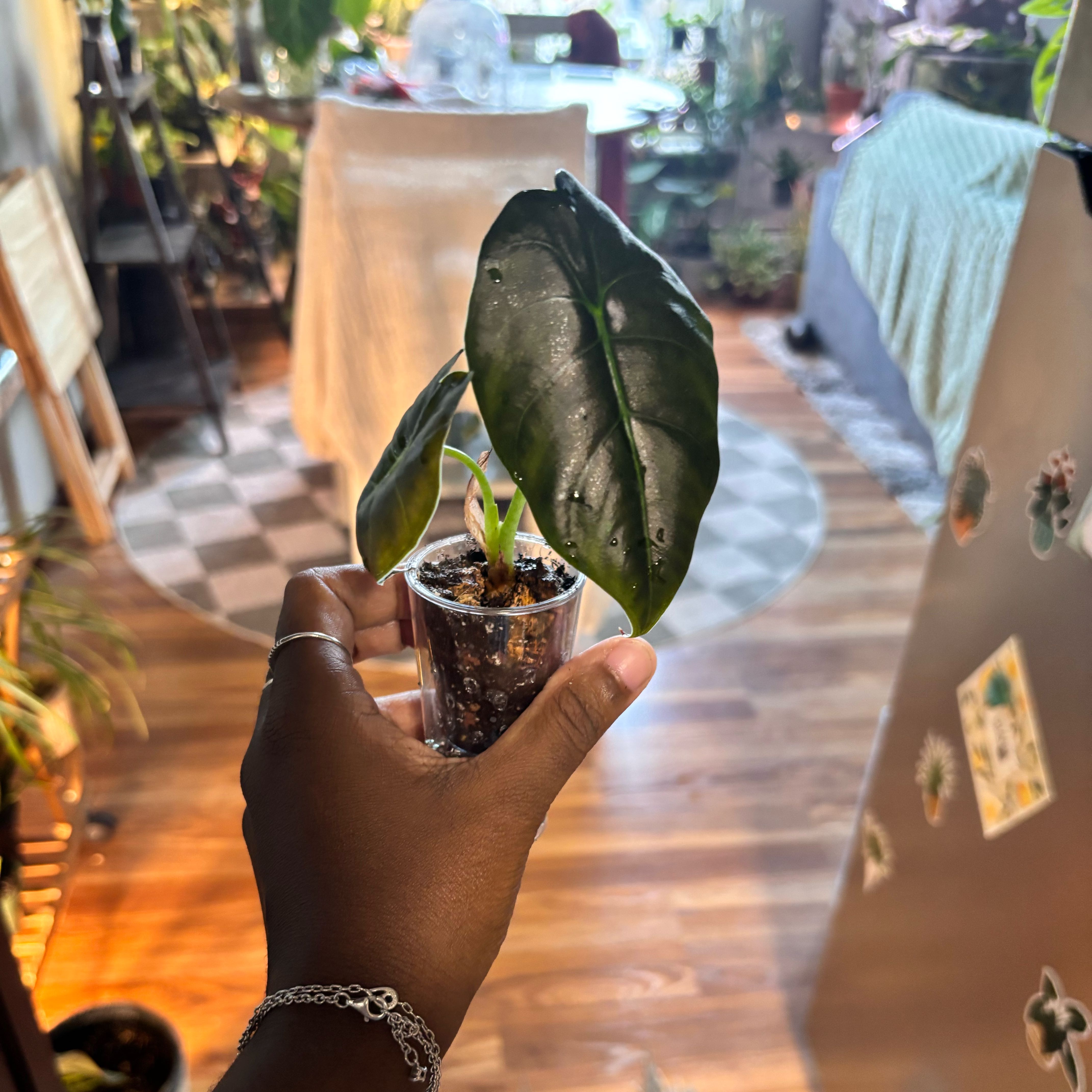 Photo of the plant species Alocasia Golden Bone by @Plant-princesss named Apollo on Greg, the plant care app