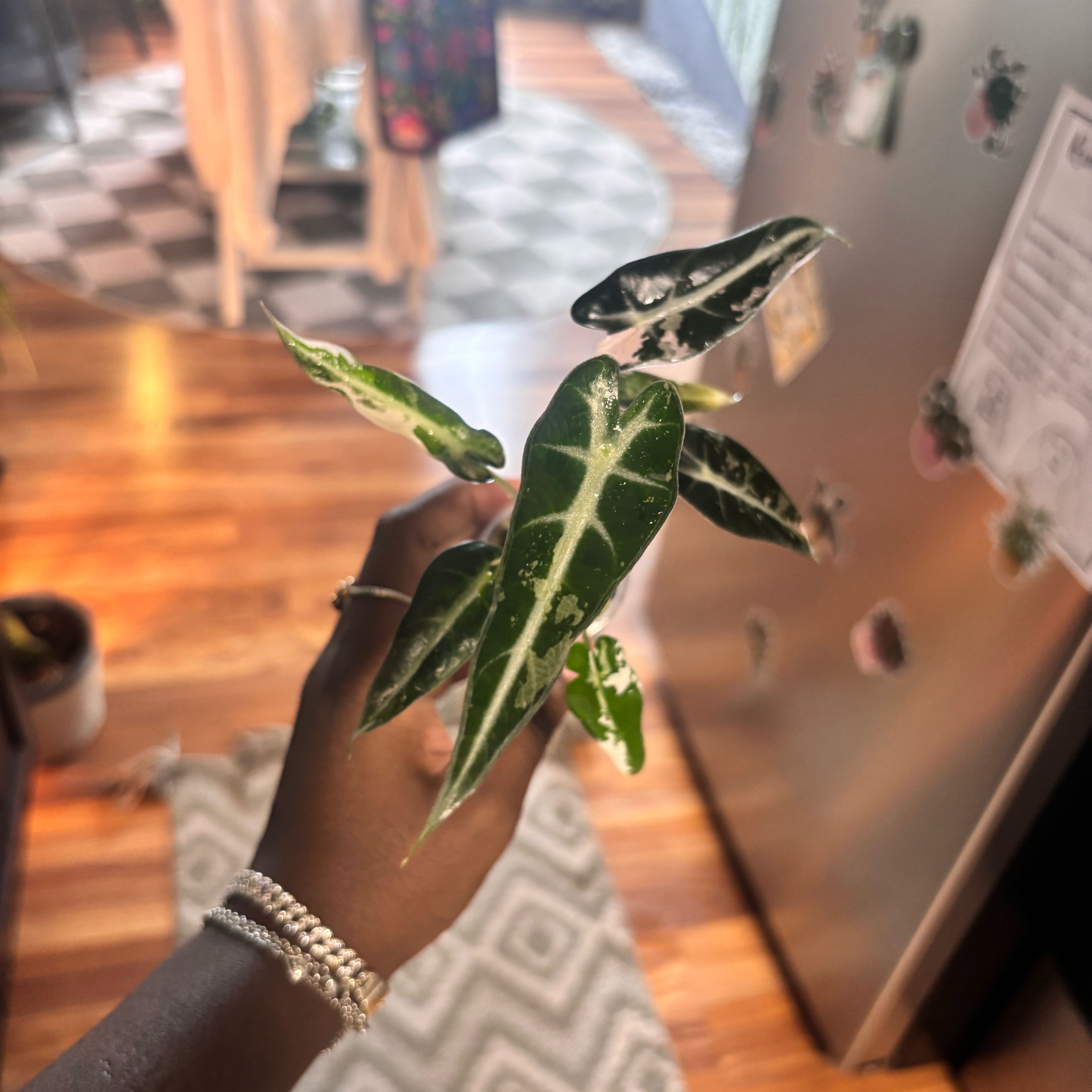 Photo of the plant species Alocasia Pink Bambino by @Plant-princesss named da Vinci on Greg, the plant care app