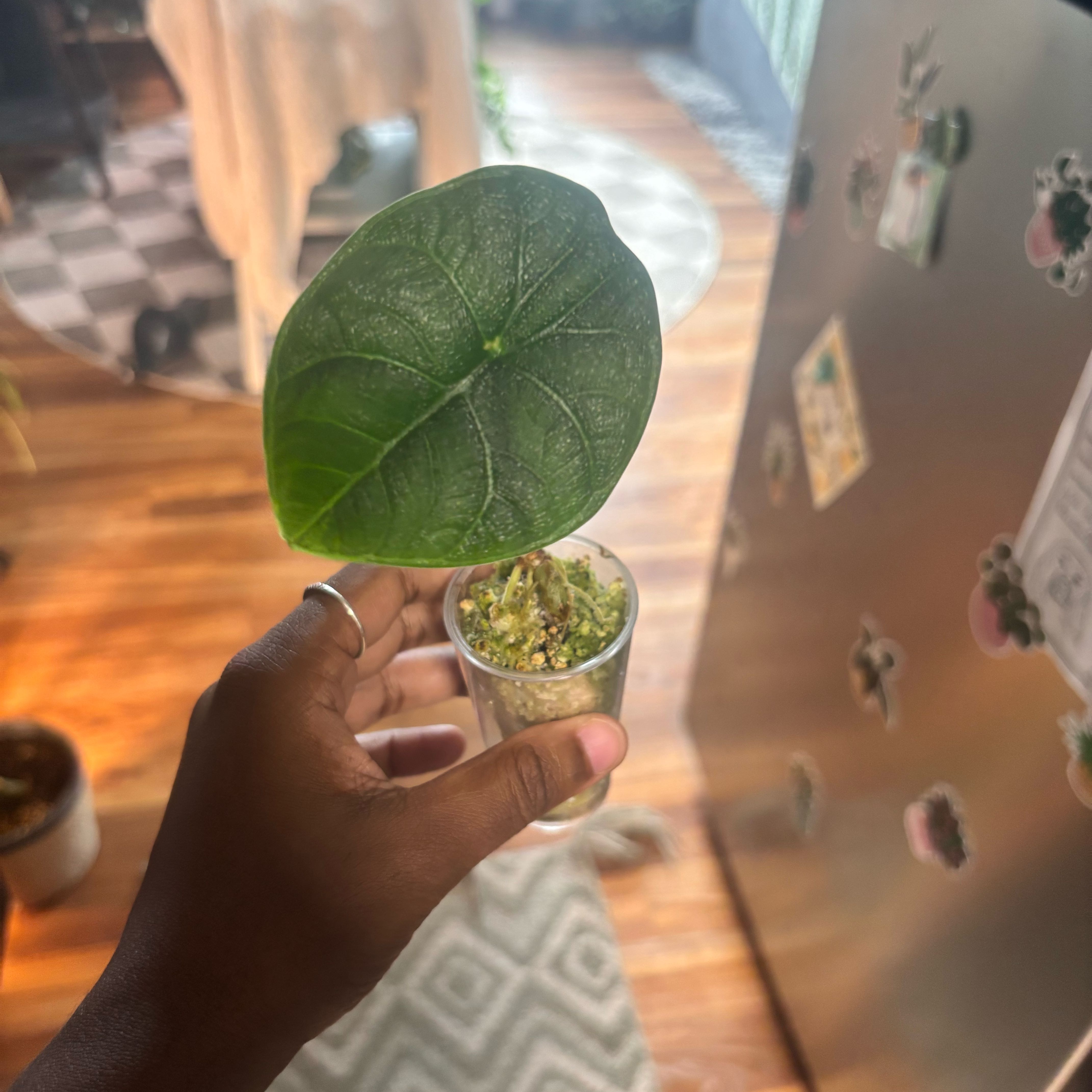 Photo of the plant species Alocasia 'Rugosa' by @Plant-princesss named Sigmund on Greg, the plant care app
