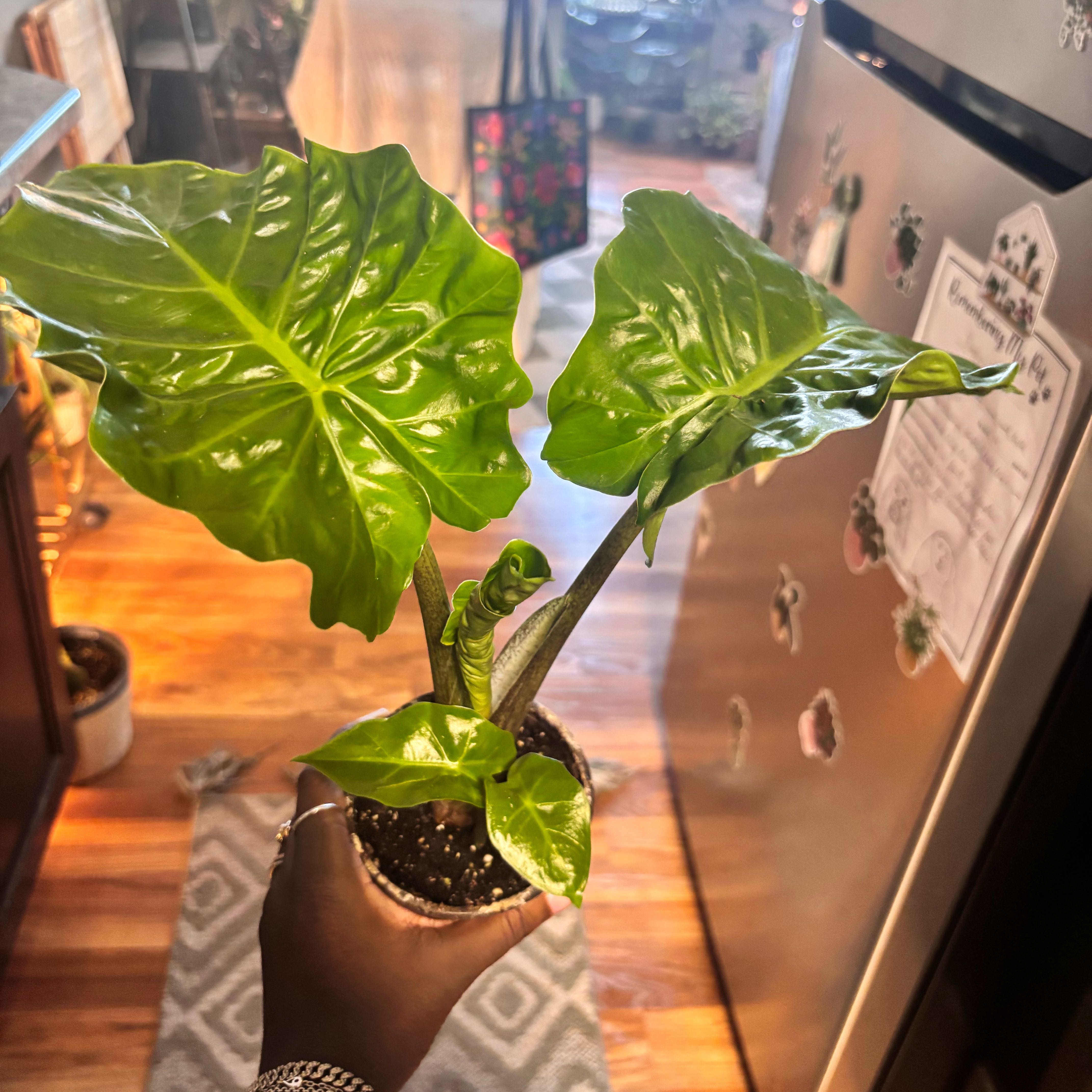 Photo of the plant species Alocasia 'Low Rider' by @Plant-princesss named Ulysses S Plant on Greg, the plant care app