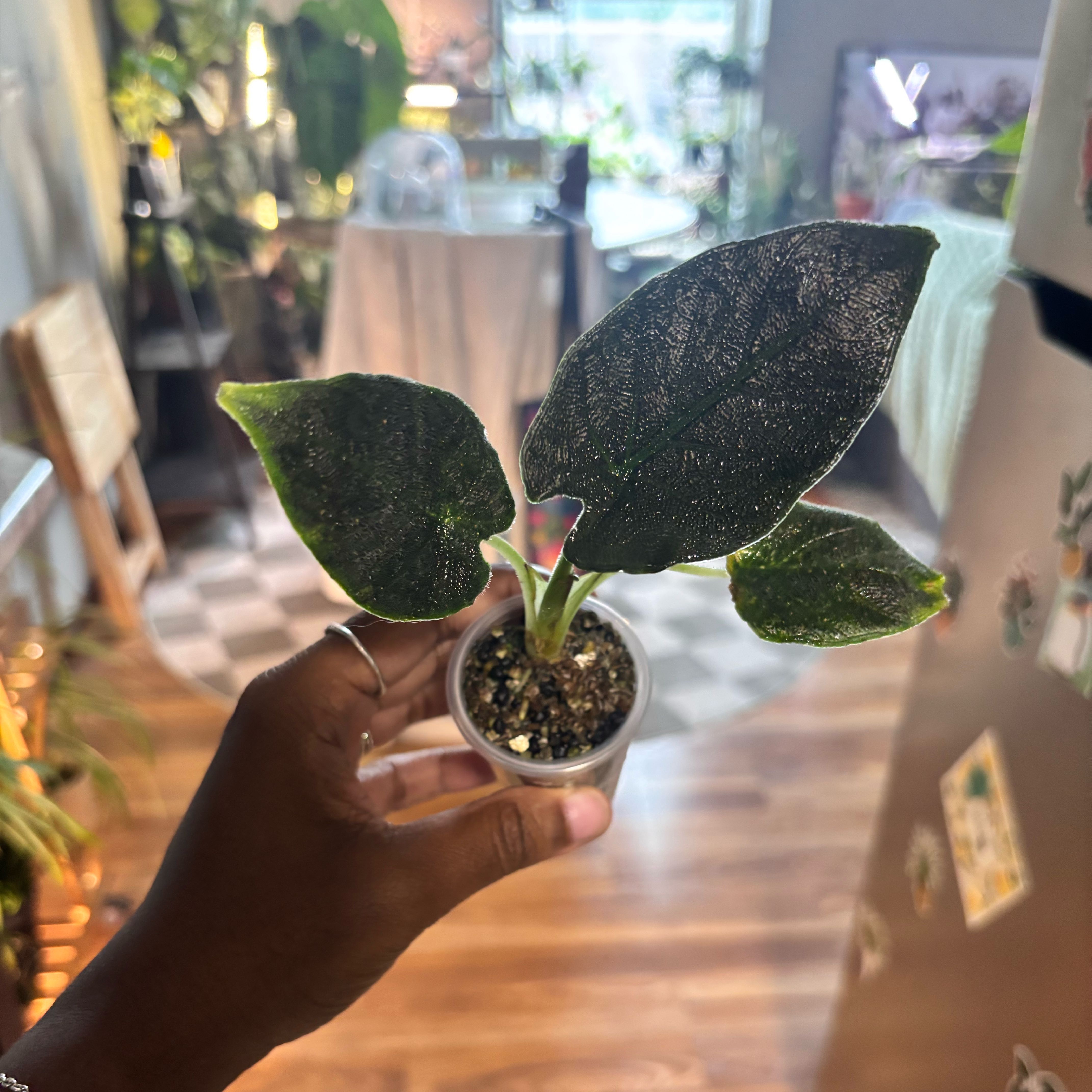 Photo of the plant species Alocasia Antoro Velvet by @Plant-princesss named Oscar on Greg, the plant care app