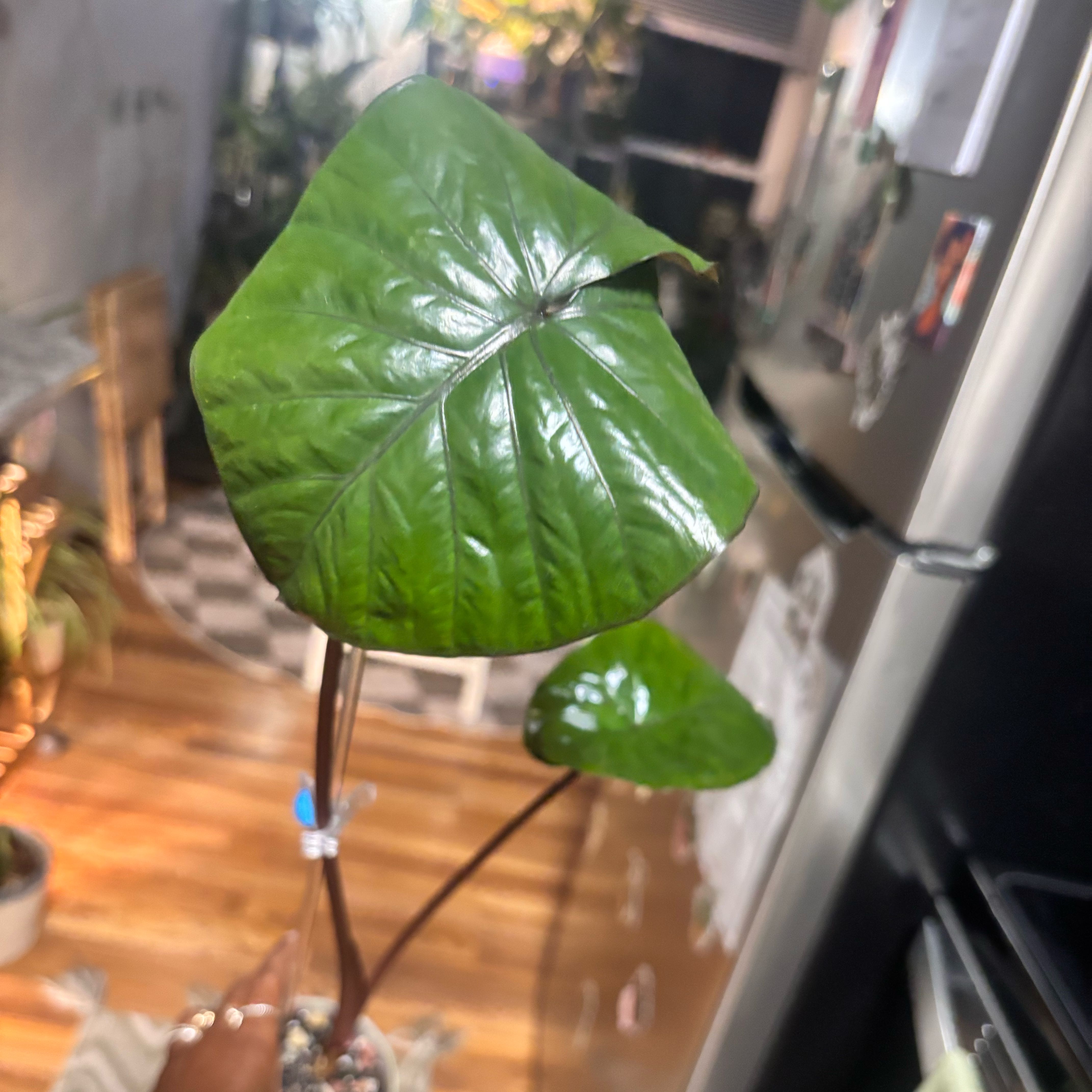 Photo of the plant species Alocasia 'Serendipity' by @Plant-princesss named McKinley on Greg, the plant care app