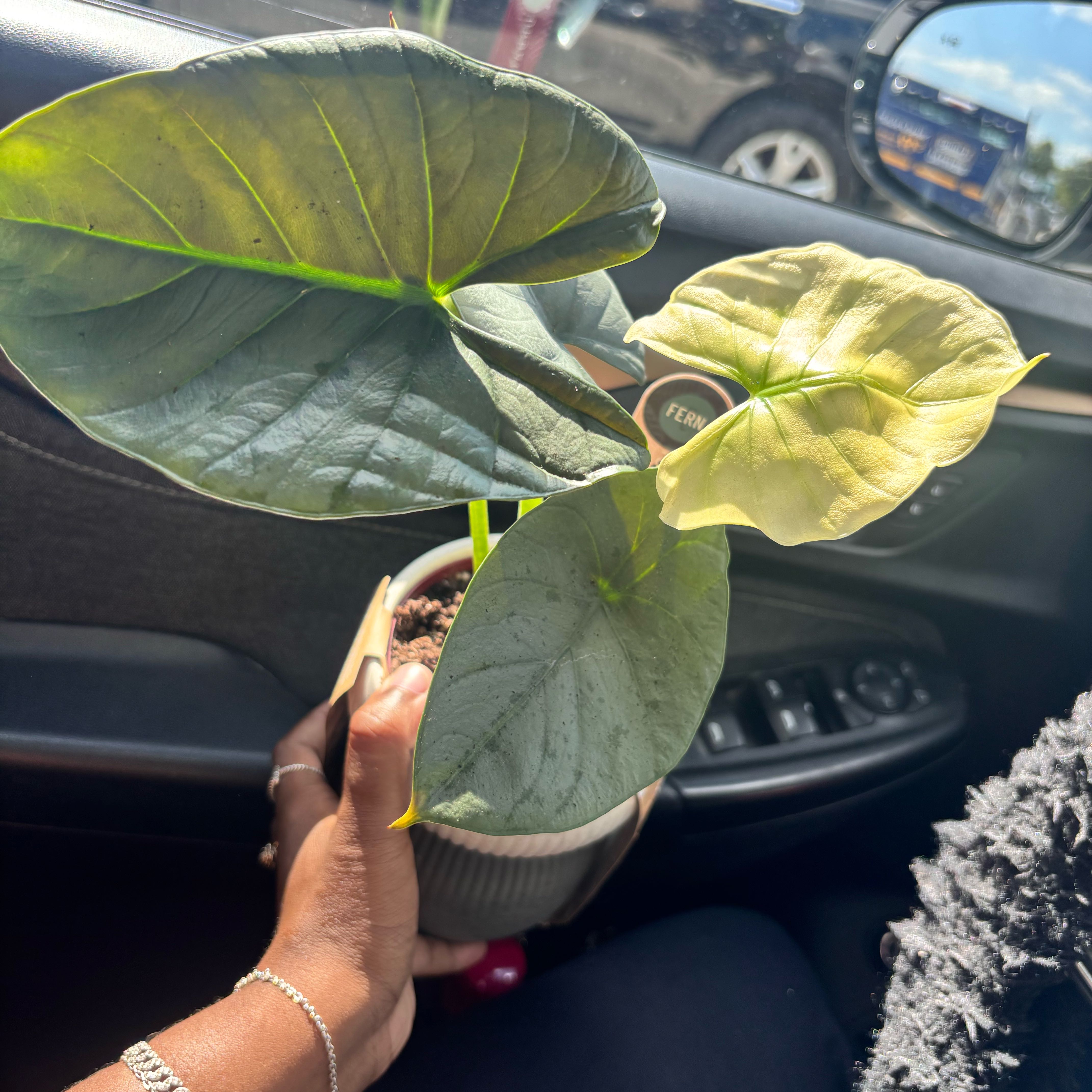 Photo of the plant species Alocasia Reginae Silver by @Plant-princesss named Terra on Greg, the plant care app
