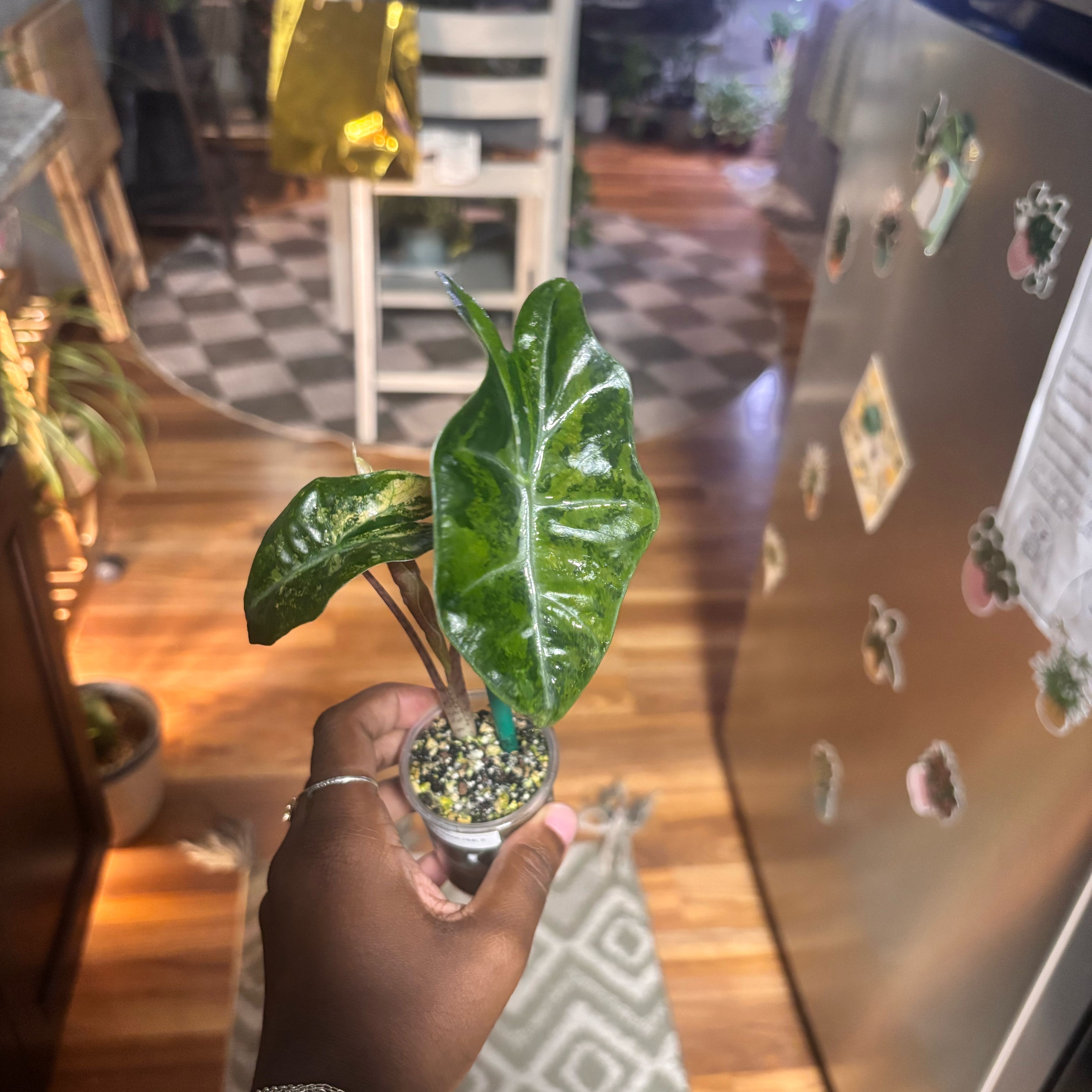 Photo of the plant species Alocasia Pink by @Plant-princesss named Kylie on Greg, the plant care app