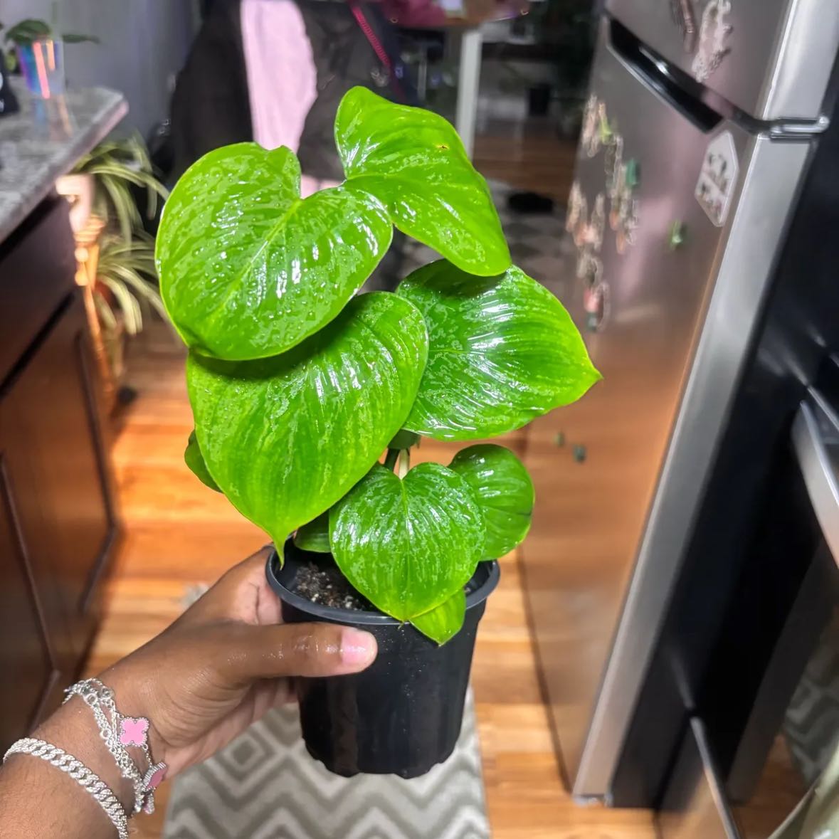 Photo of the plant species philodendron peru by @Plant-princesss named Foxxy on Greg, the plant care app