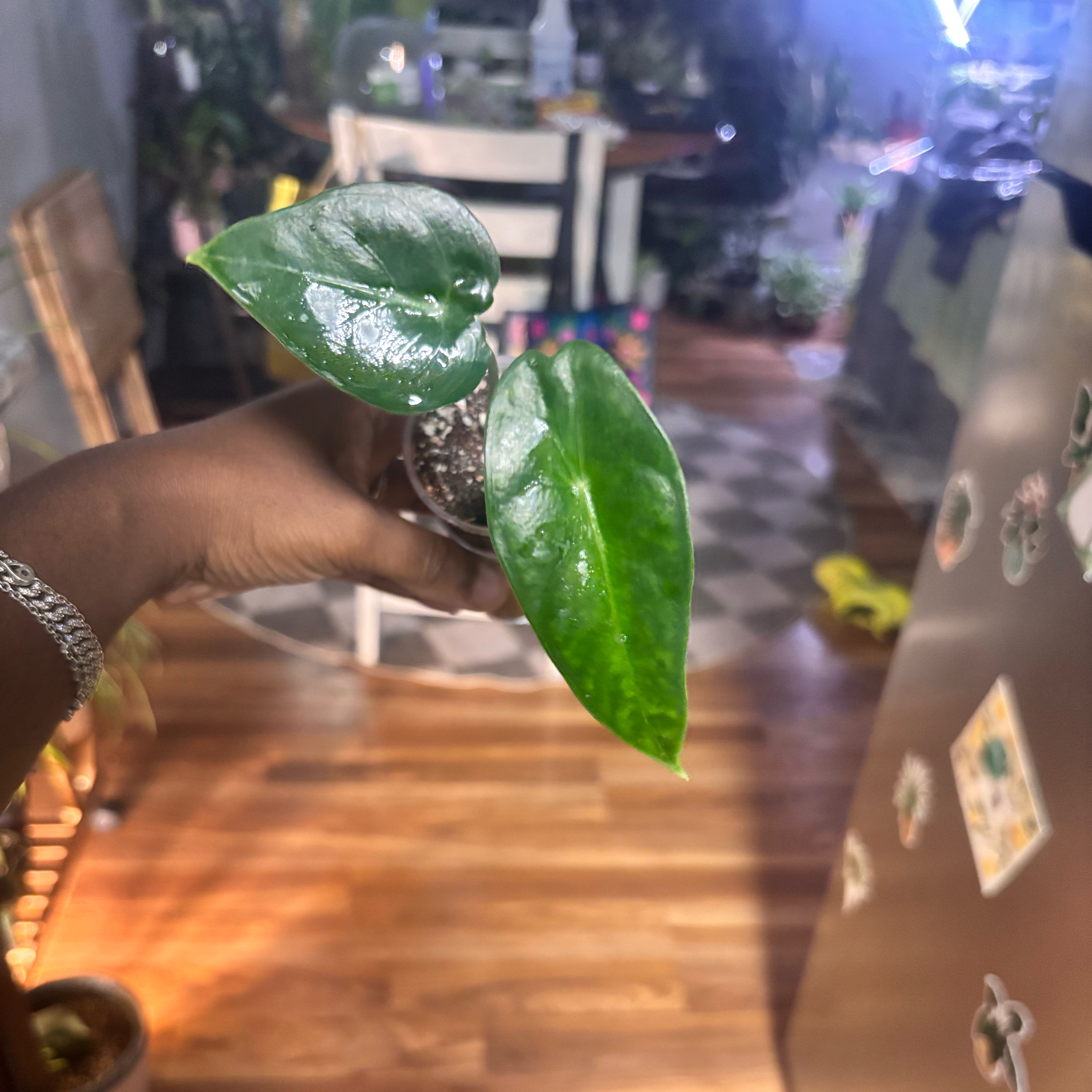 Photo of the plant species Alocasia longiloba by @Plant-princesss named Mollie on Greg, the plant care app
