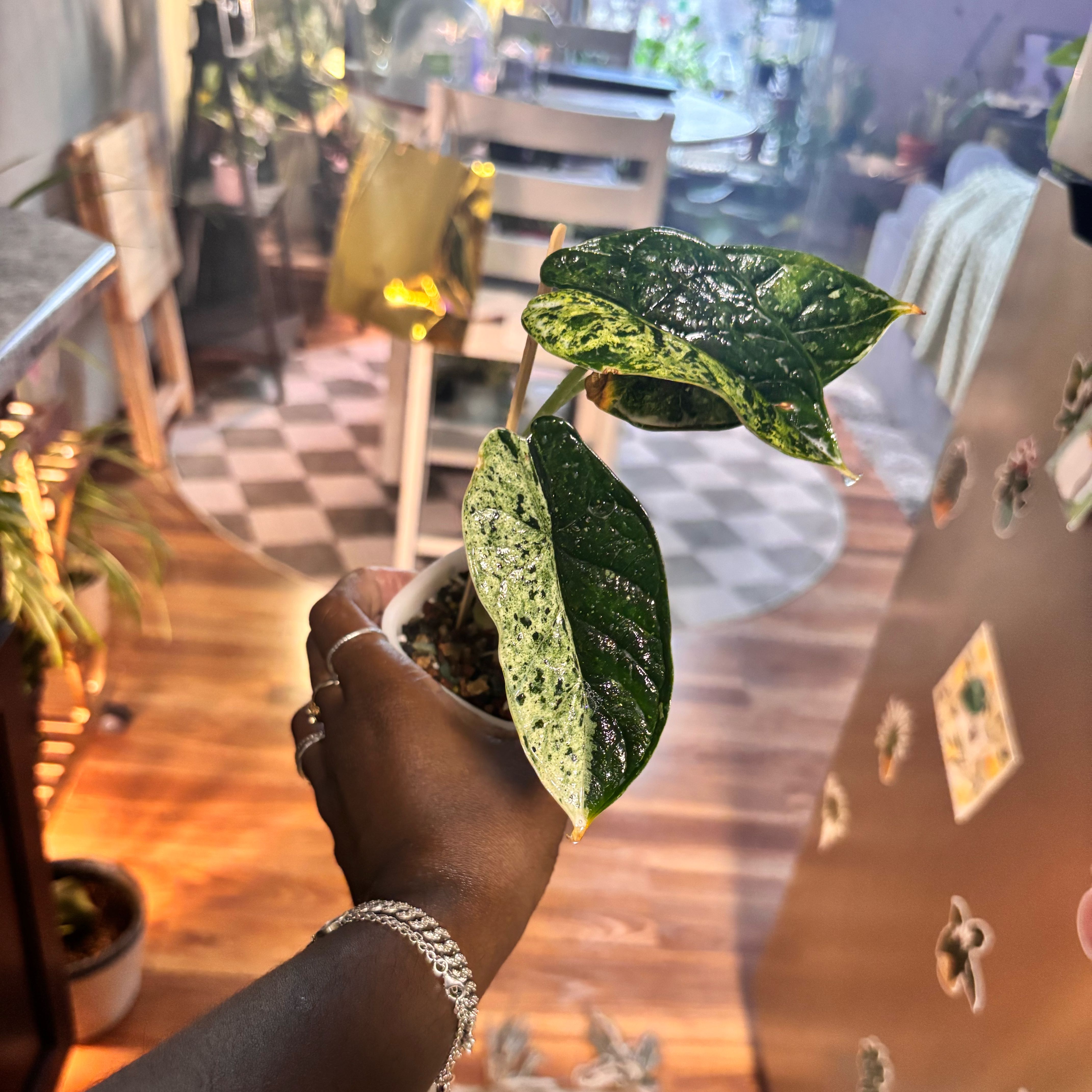 Photo of the plant species Alocasia Dragon Scale Mint by @Plant-princesss named Figyonce on Greg, the plant care app