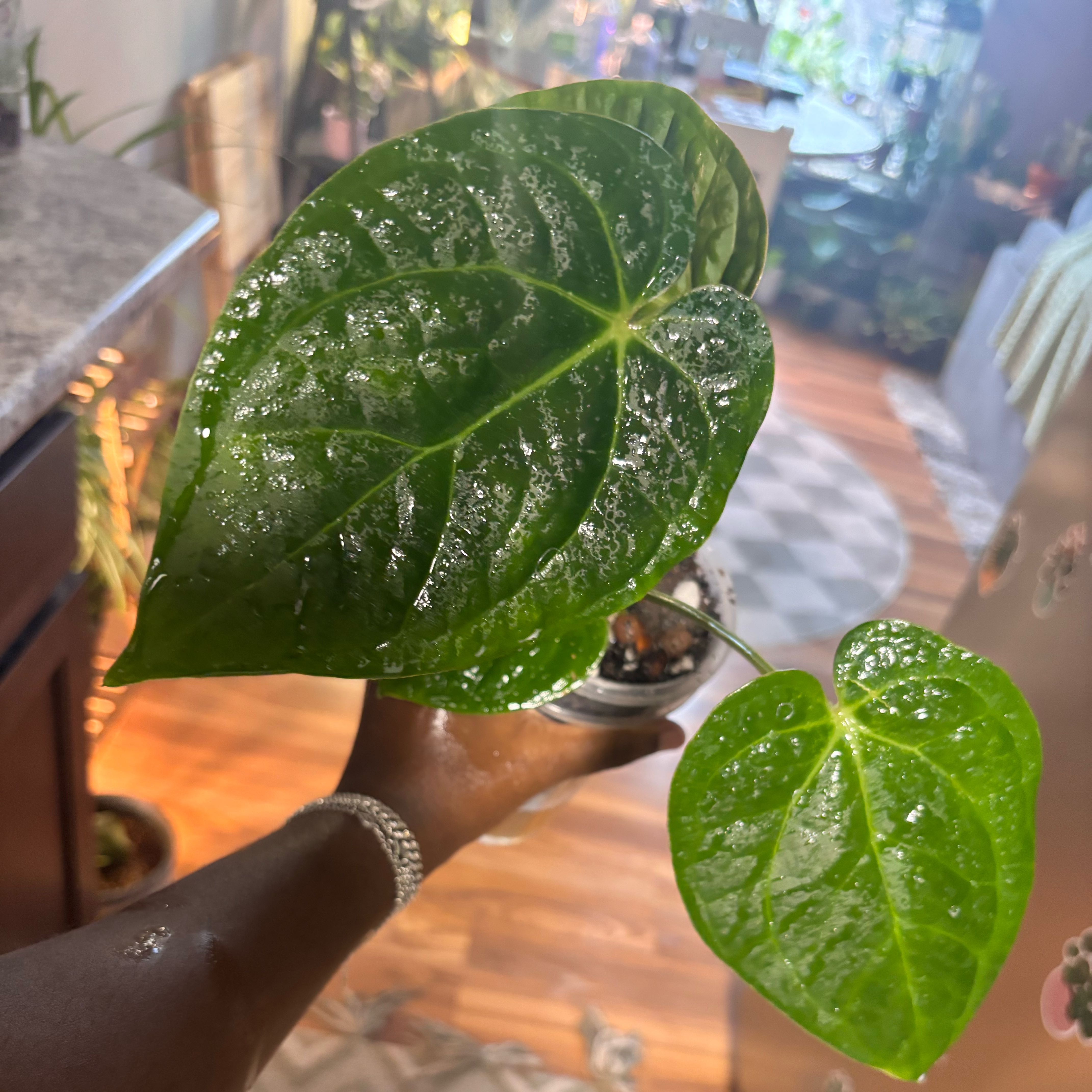 Photo of the plant species Anthurium by @Plant-princesss named Zeus on Greg, the plant care app