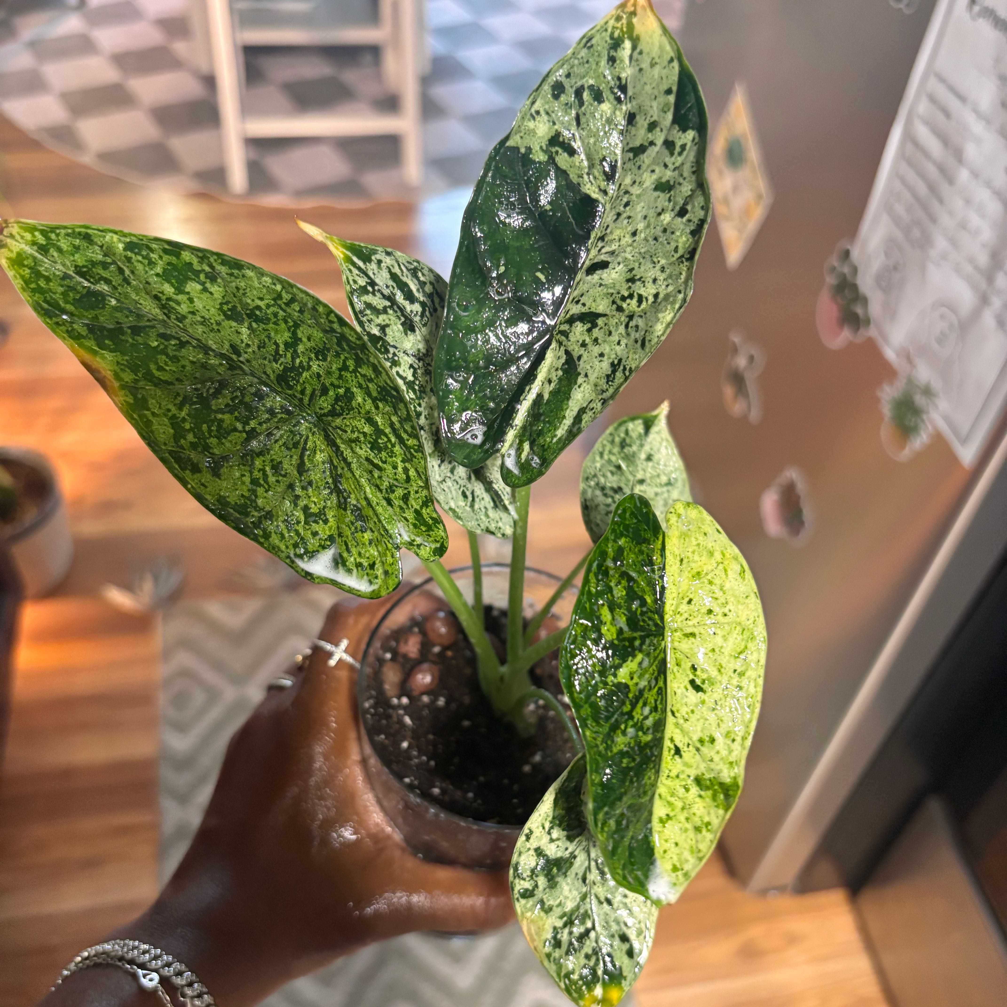 Photo of the plant species Alocasia Dragon Scale Mint by @Plant-princesss named Achilles on Greg, the plant care app