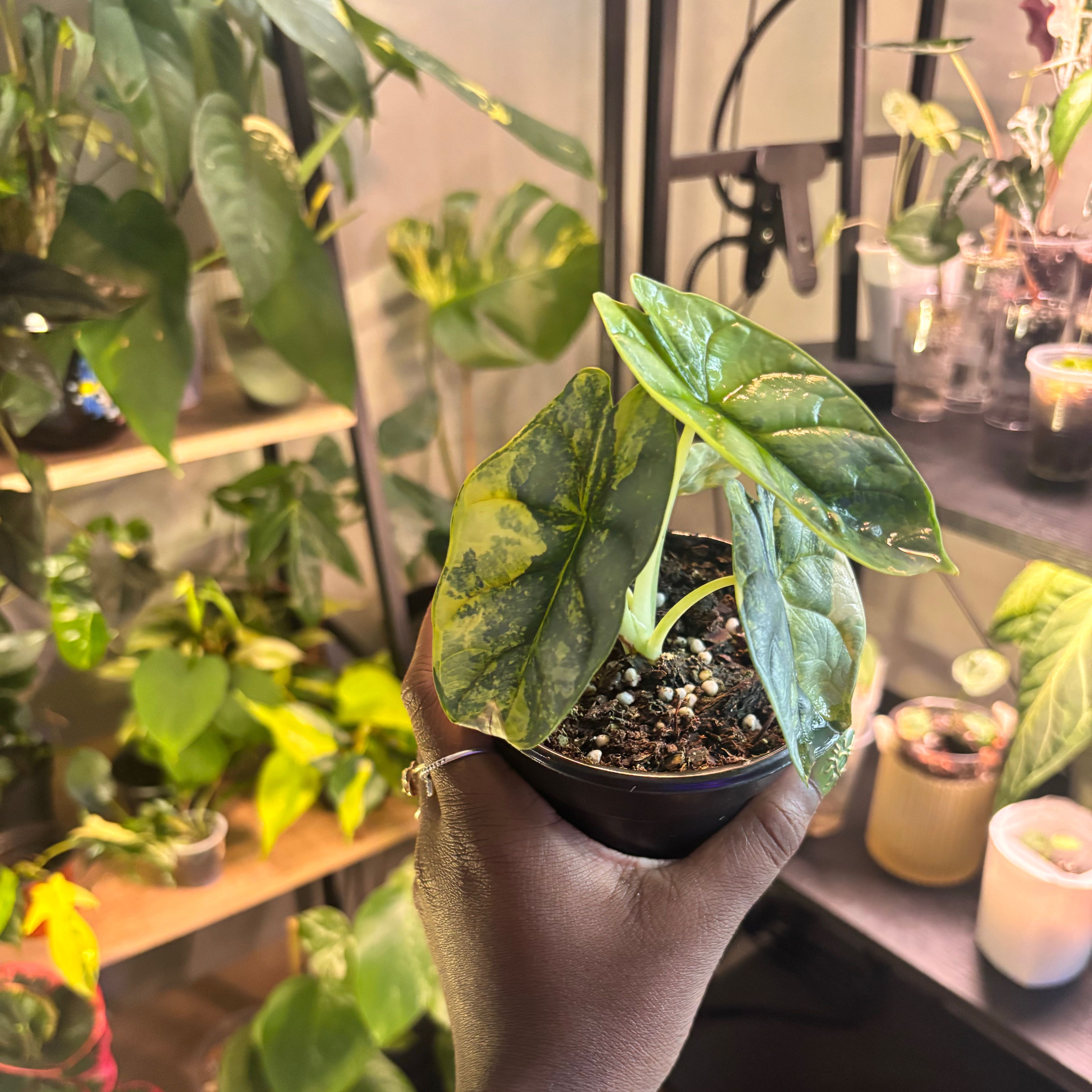 Photo of the plant species Alocasia baginda 'Mythic Silver Dragon' by @Plant-princesss named Navajo on Greg, the plant care app