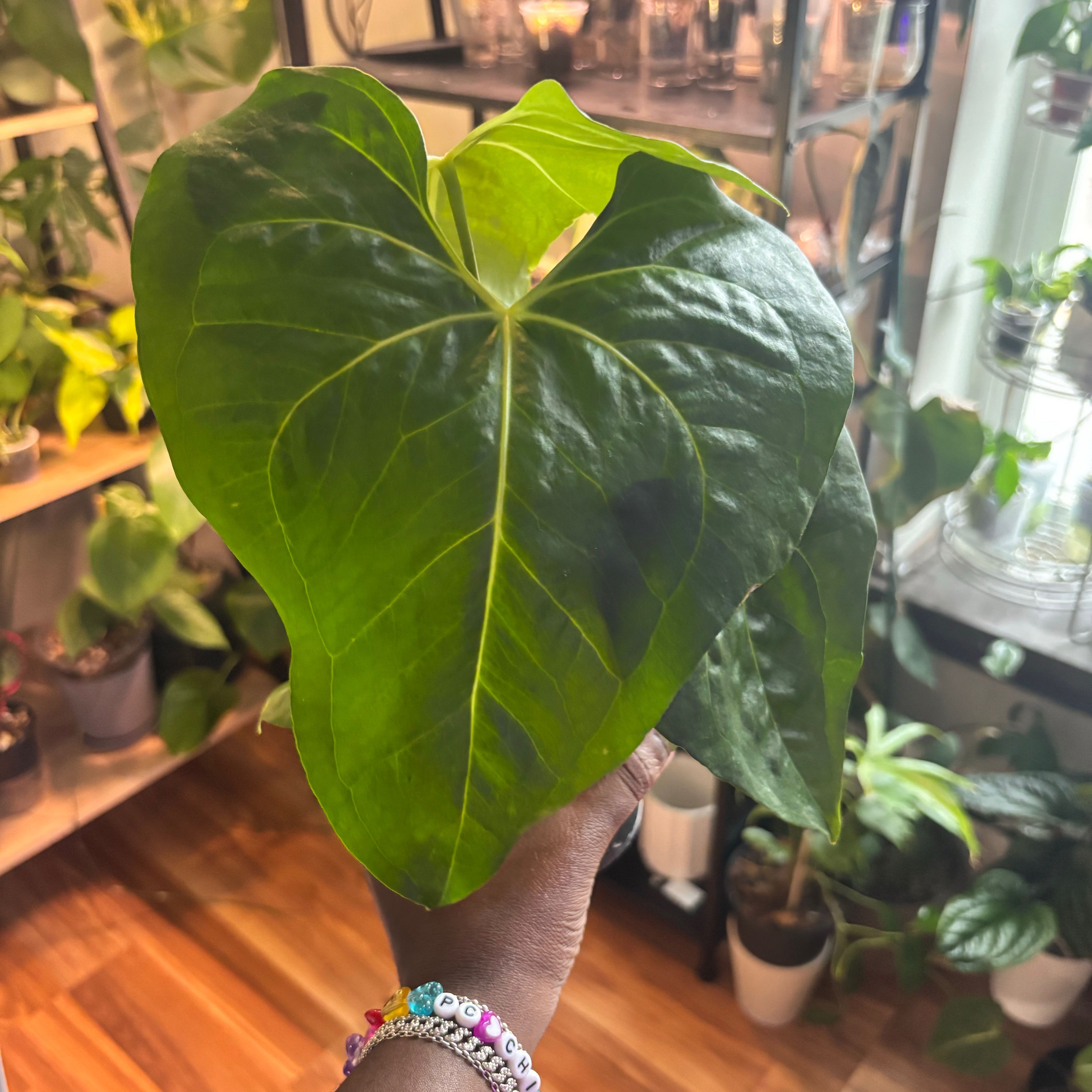 Photo of the plant species Anthurium Clarinervium x Bintang Kejora by @Plant-princesss named Gregarious on Greg, the plant care app