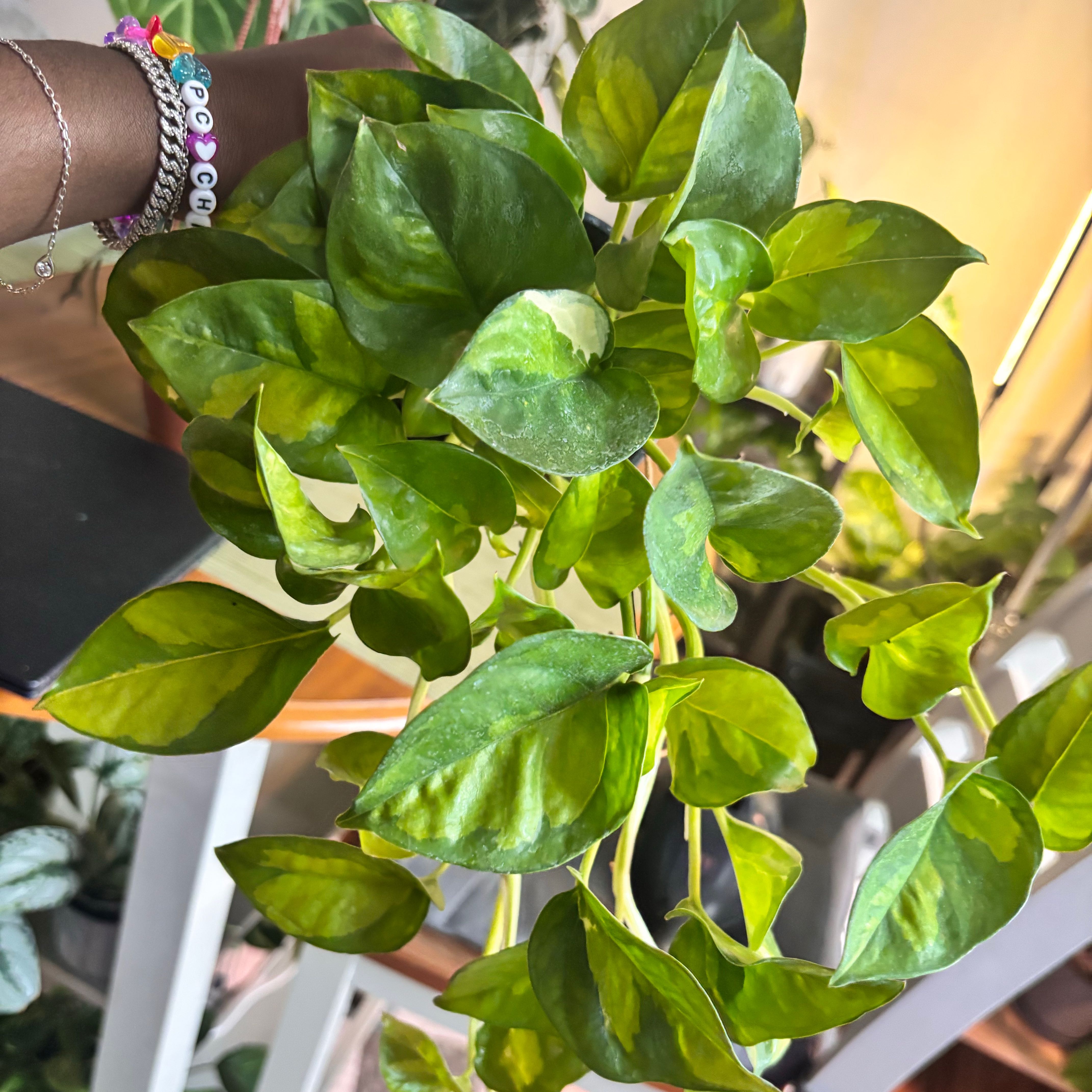 Photo of the plant species Global Green Pothos by @Plant-princesss named Achilles on Greg, the plant care app