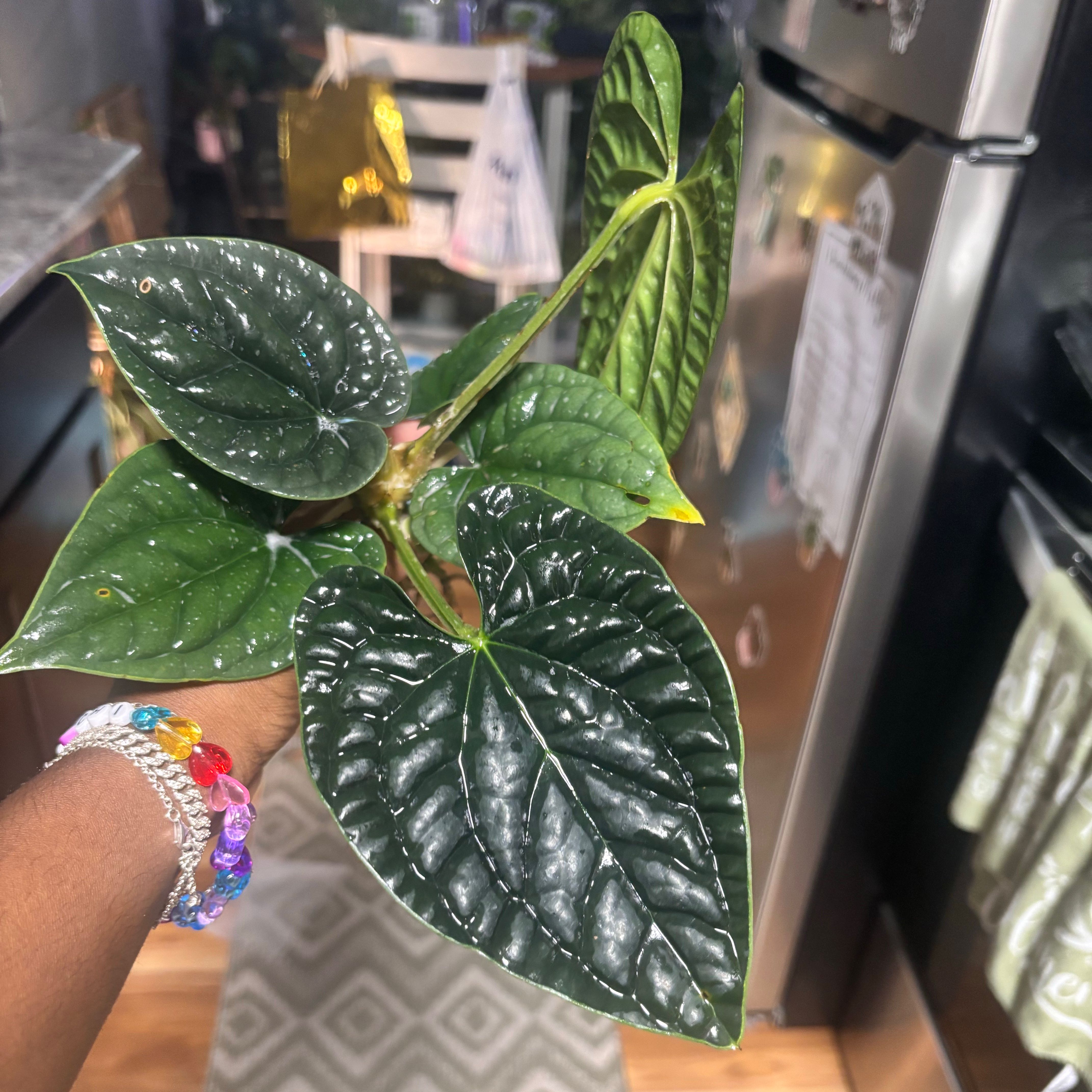 Photo of the plant species Anthurium Luxurians by @Plant-princesss named Messi on Greg, the plant care app