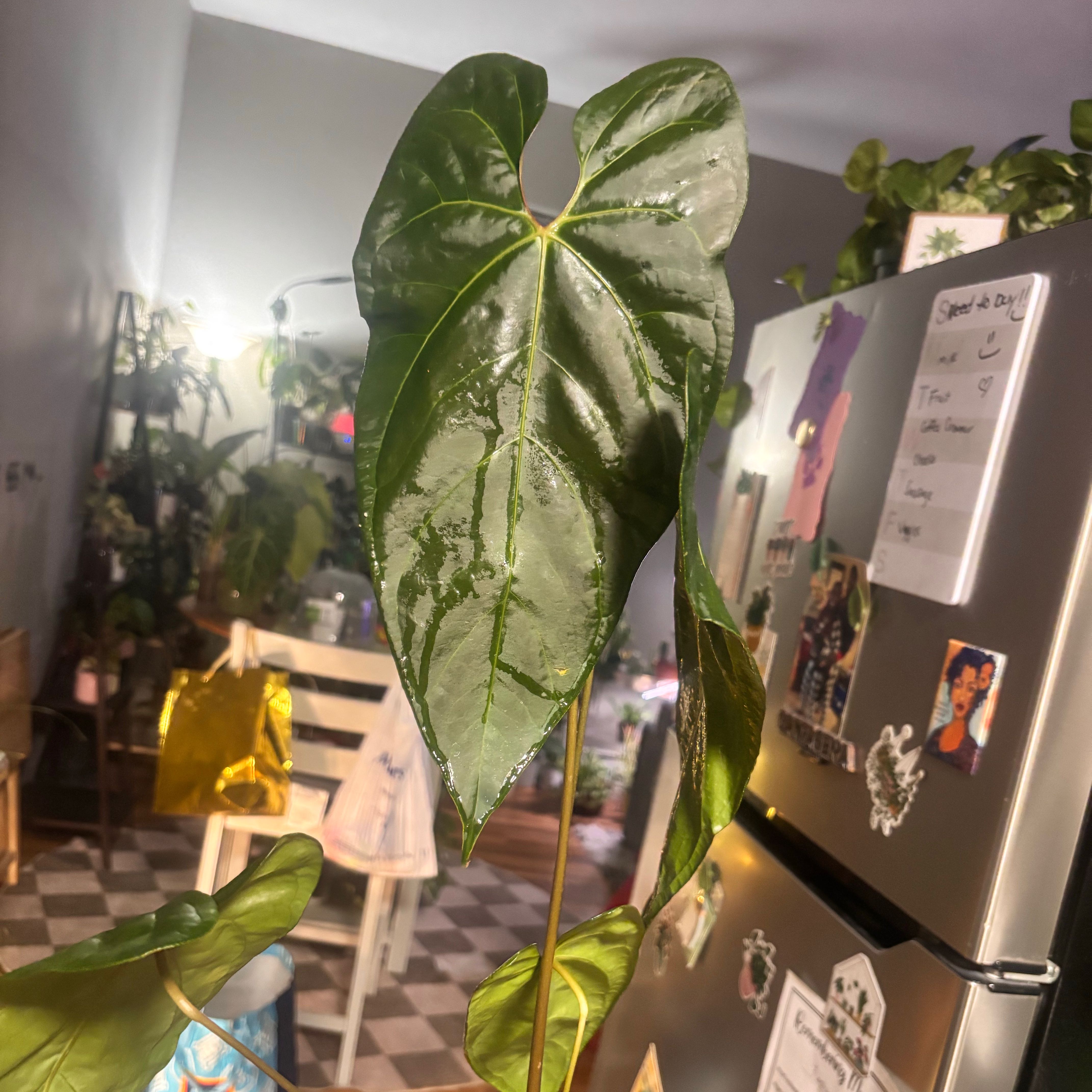 Photo of the plant species Anthurium Bess aff xx RG Dressleri by @Plant-princesss named Dolores on Greg, the plant care app