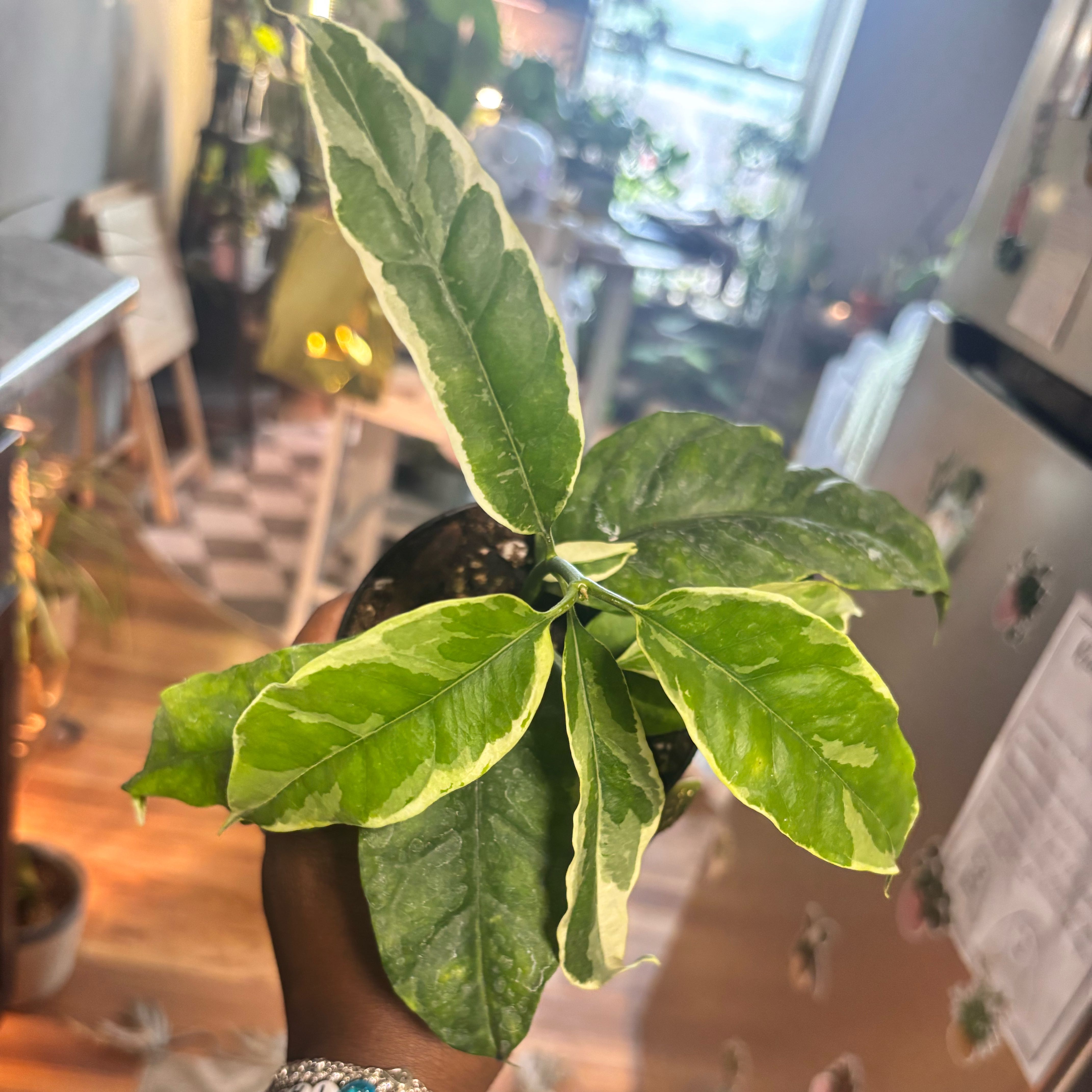 Photo of the plant species Albo Marginata Hoya Multiflora by @Plant-princesss named Peter Parker on Greg, the plant care app
