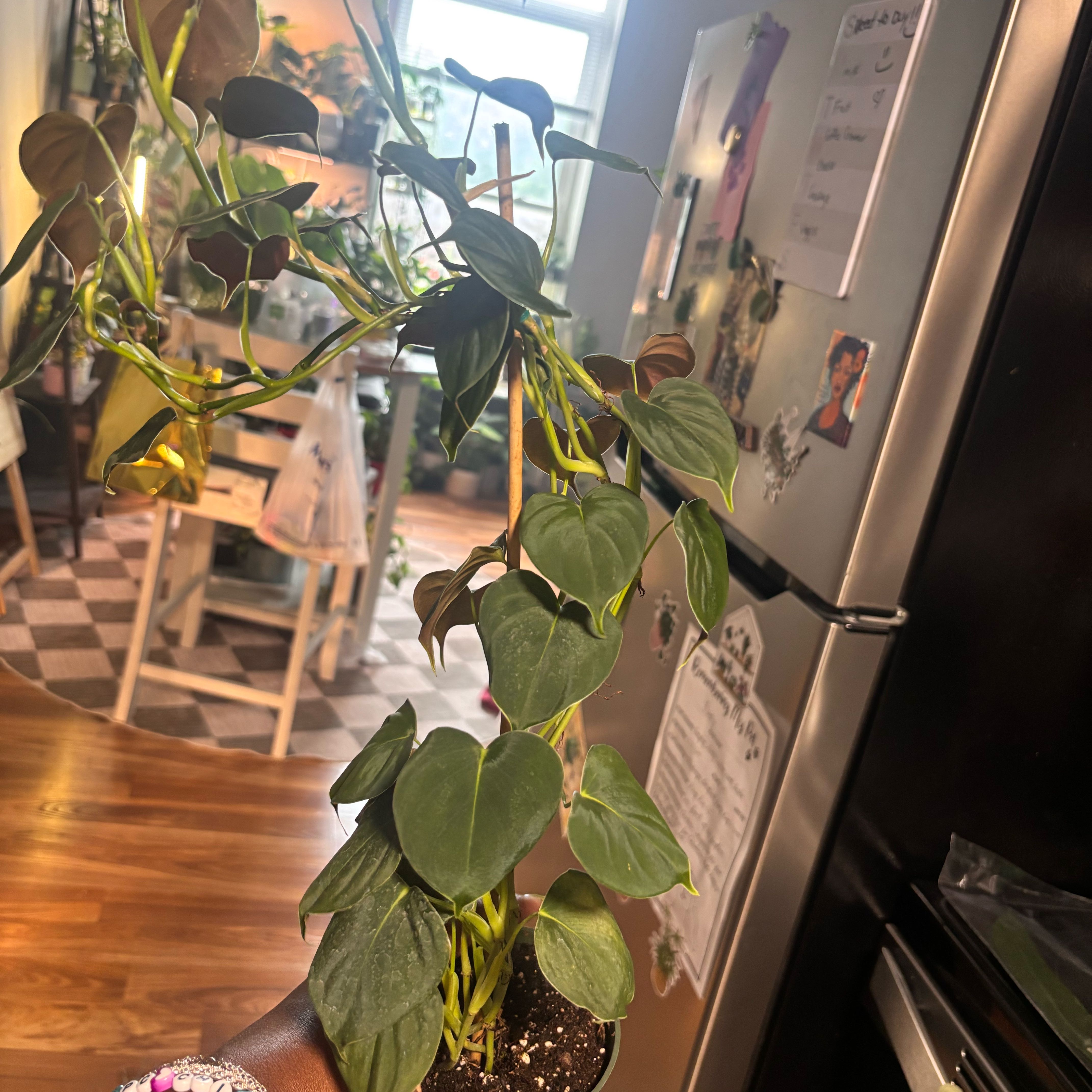 Photo of the plant species Philodendron lupinum by @Plant-princesss named Gregarious on Greg, the plant care app