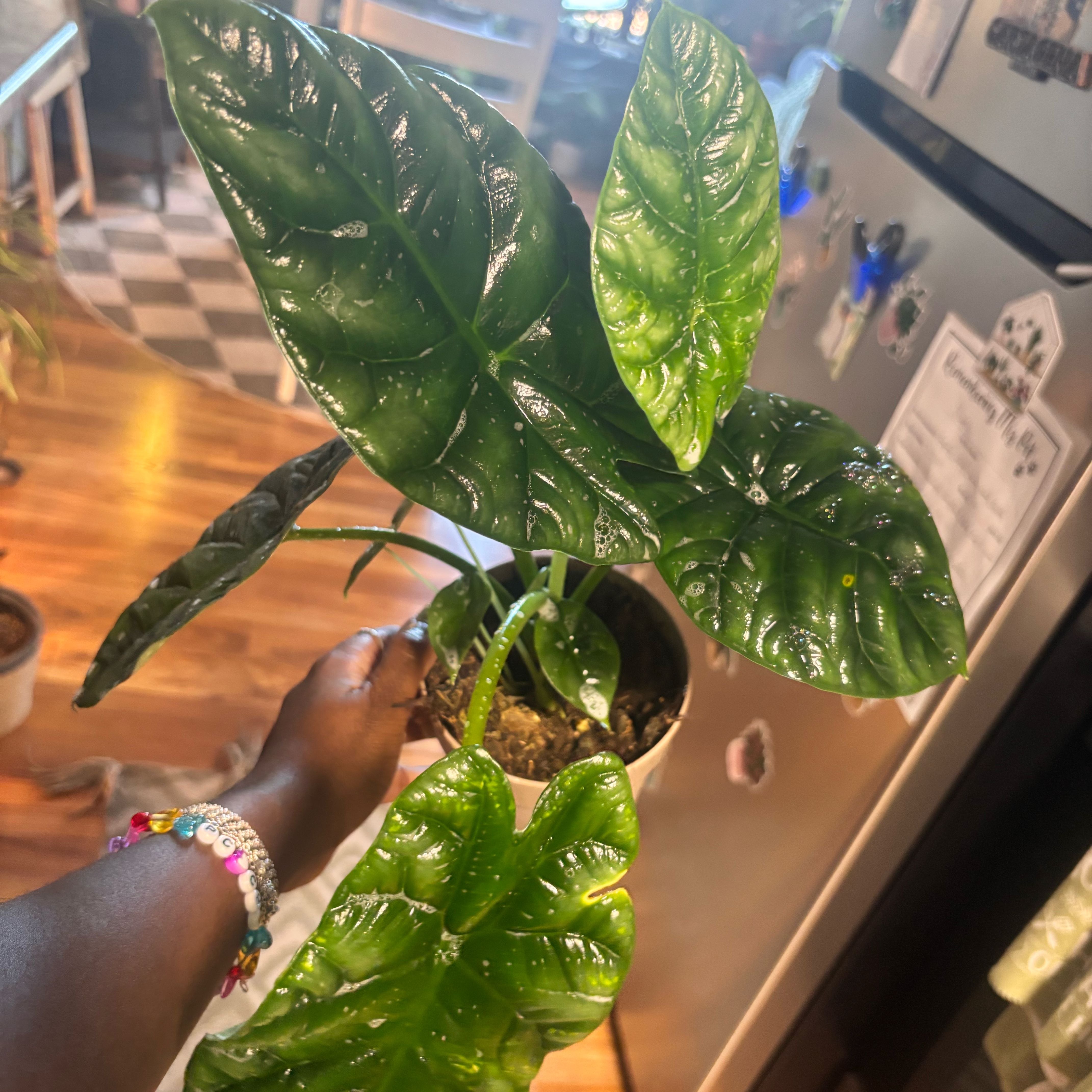 Photo of the plant species Jewel Alocasia by @Plant-princesss named Zeus on Greg, the plant care app