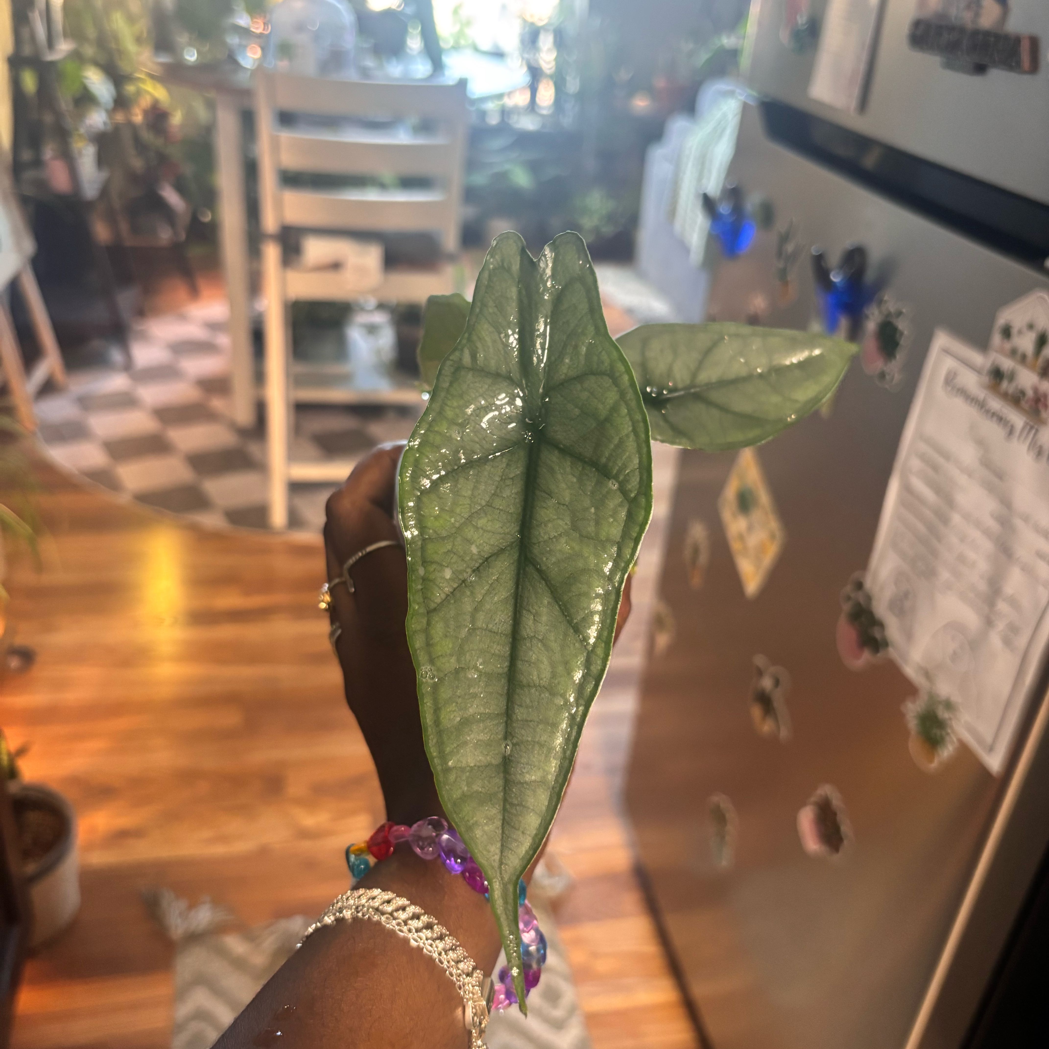 Photo of the plant species Dragon's Breath by @Plant-princesss named Einstein on Greg, the plant care app