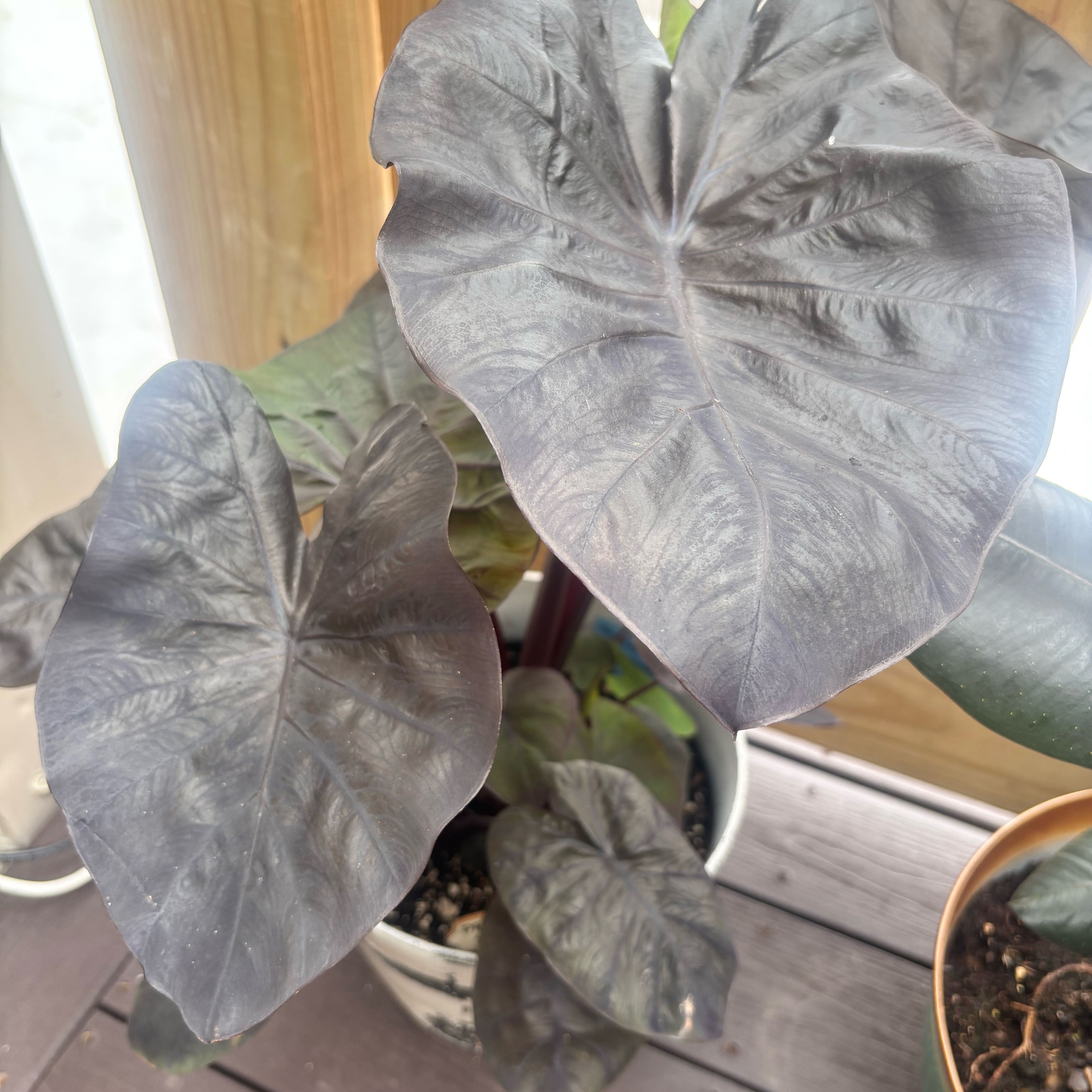 Photo of the plant species Colocasia 'Coffee Cup' by @Plant-princesss named Tolkien on Greg, the plant care app