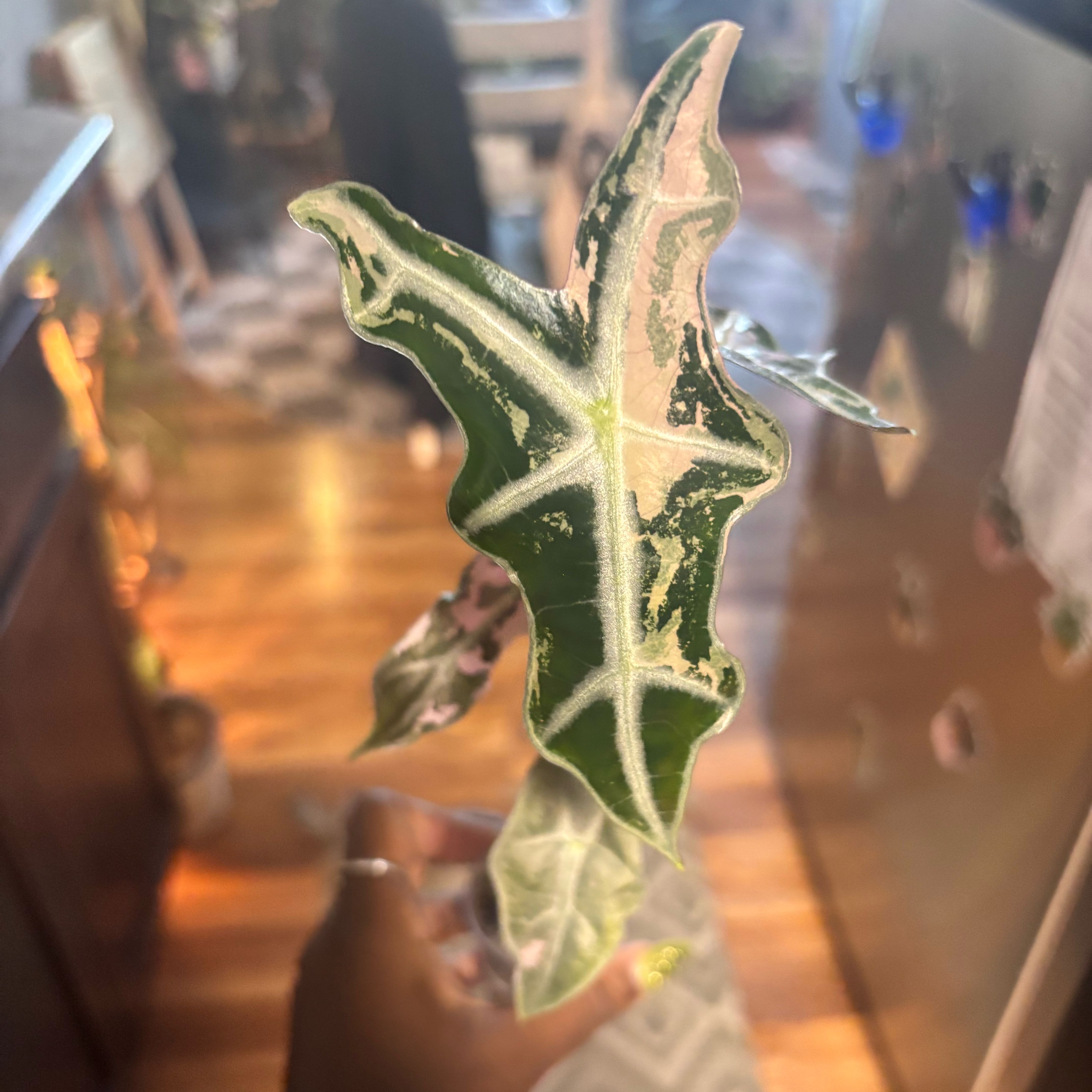 Photo of the plant species Alocasia Nobelis by @Plant-princesss named Leonardo on Greg, the plant care app
