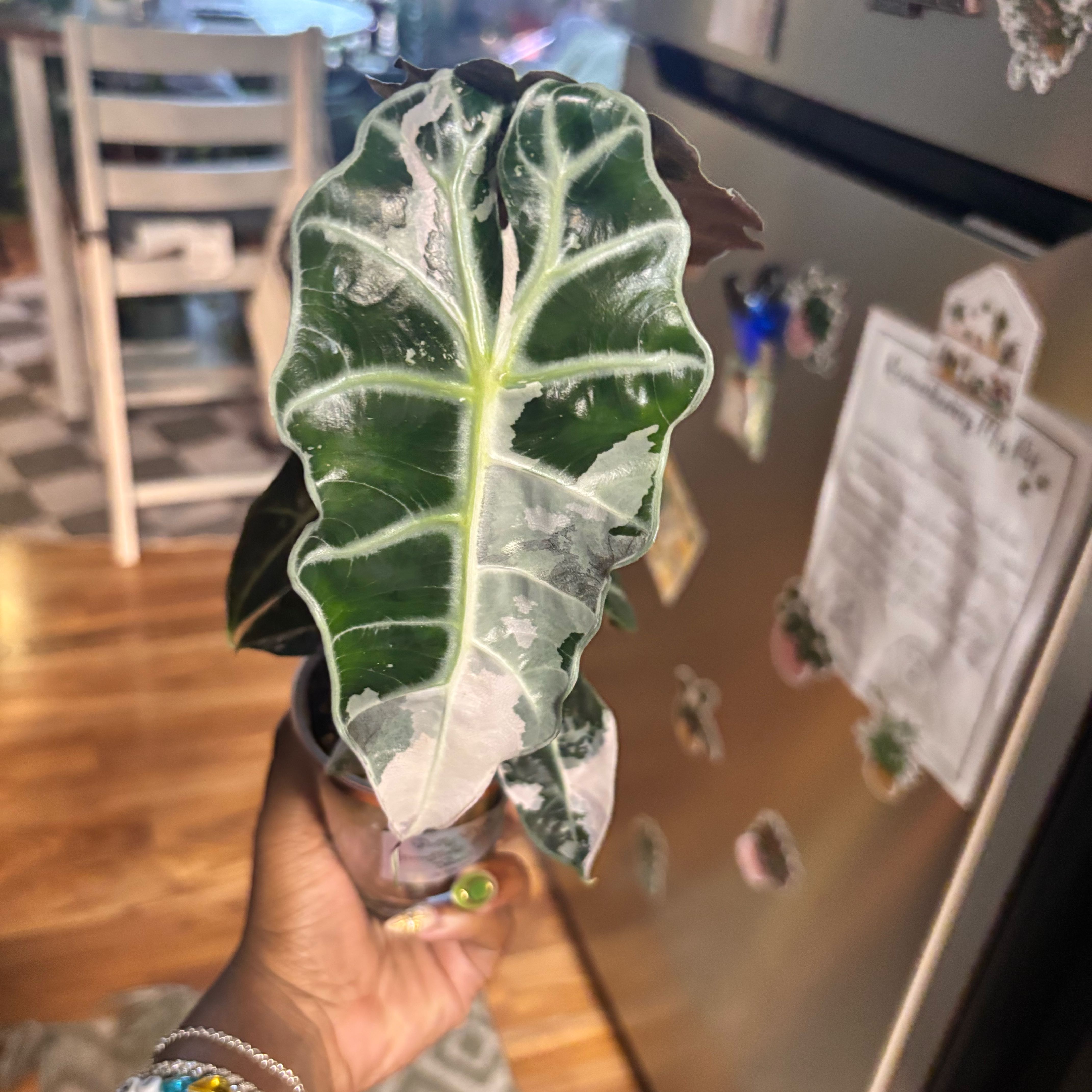 Photo of the plant species Alocasia Polly Pink Variegated by @Plant-princesss named Rosa on Greg, the plant care app