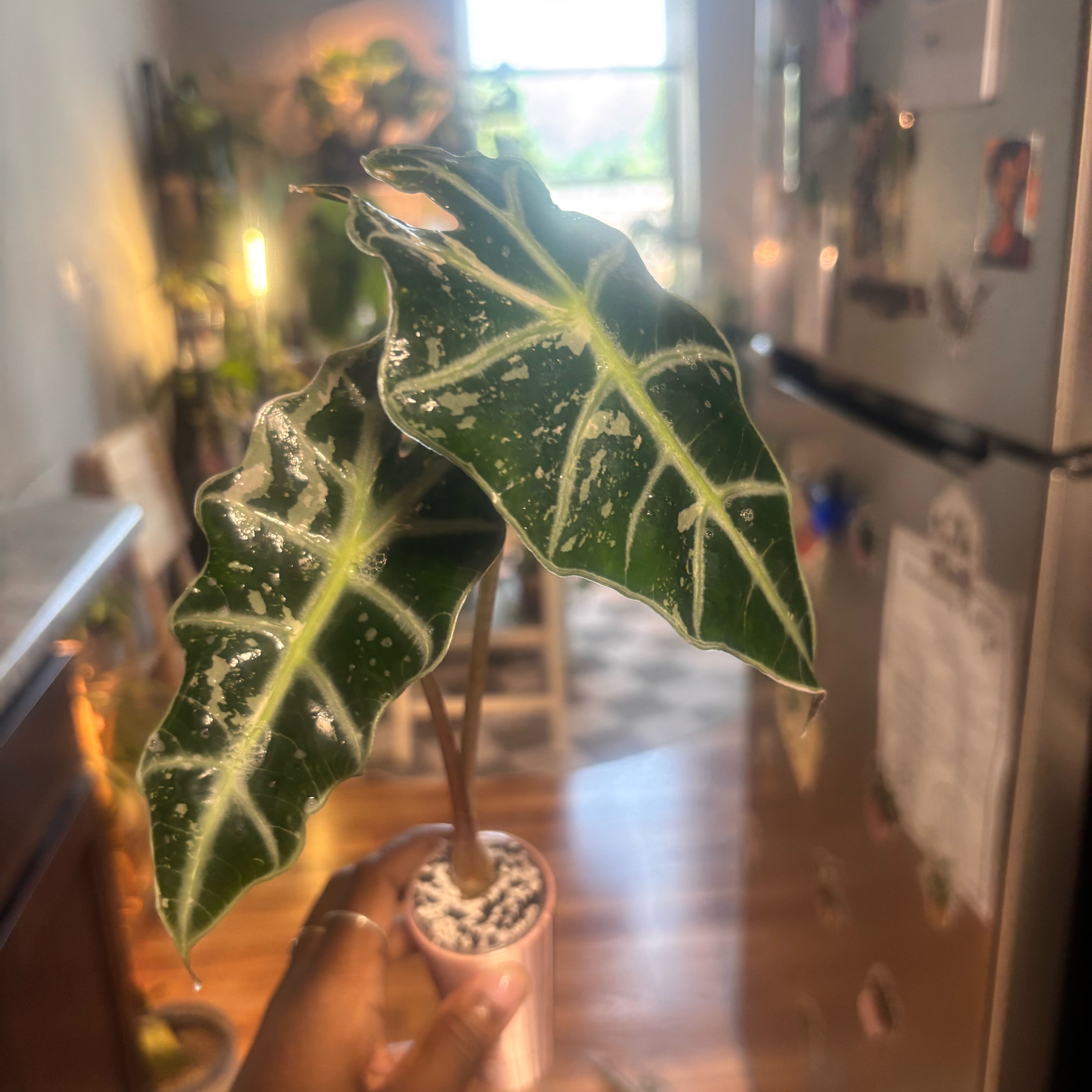 Photo of the plant species Alocasia Polly Pink Variegated by @Plant-princesss named Dax on Greg, the plant care app