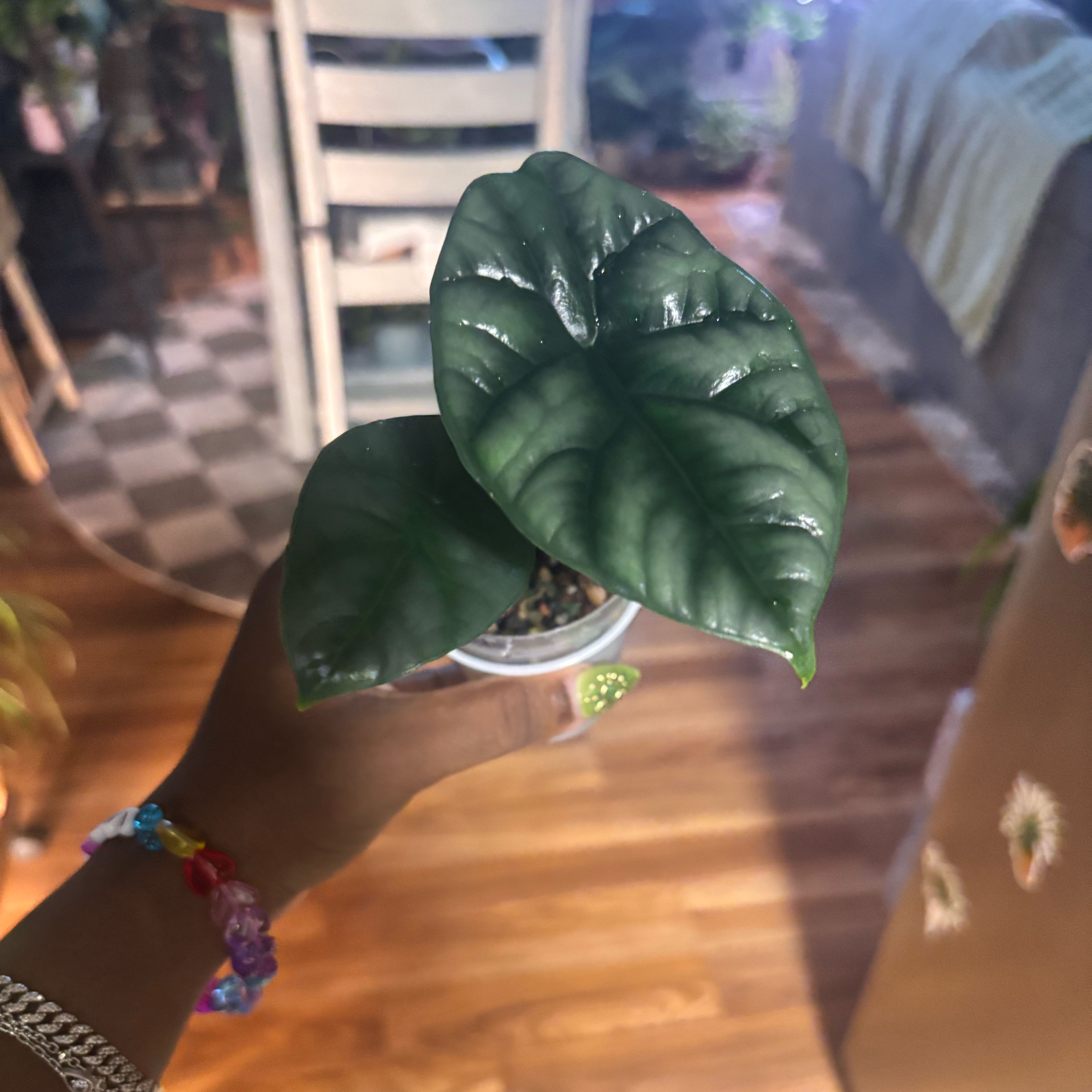Photo of the plant species Jewel Alocasia by @Plant-princesss named Zion on Greg, the plant care app