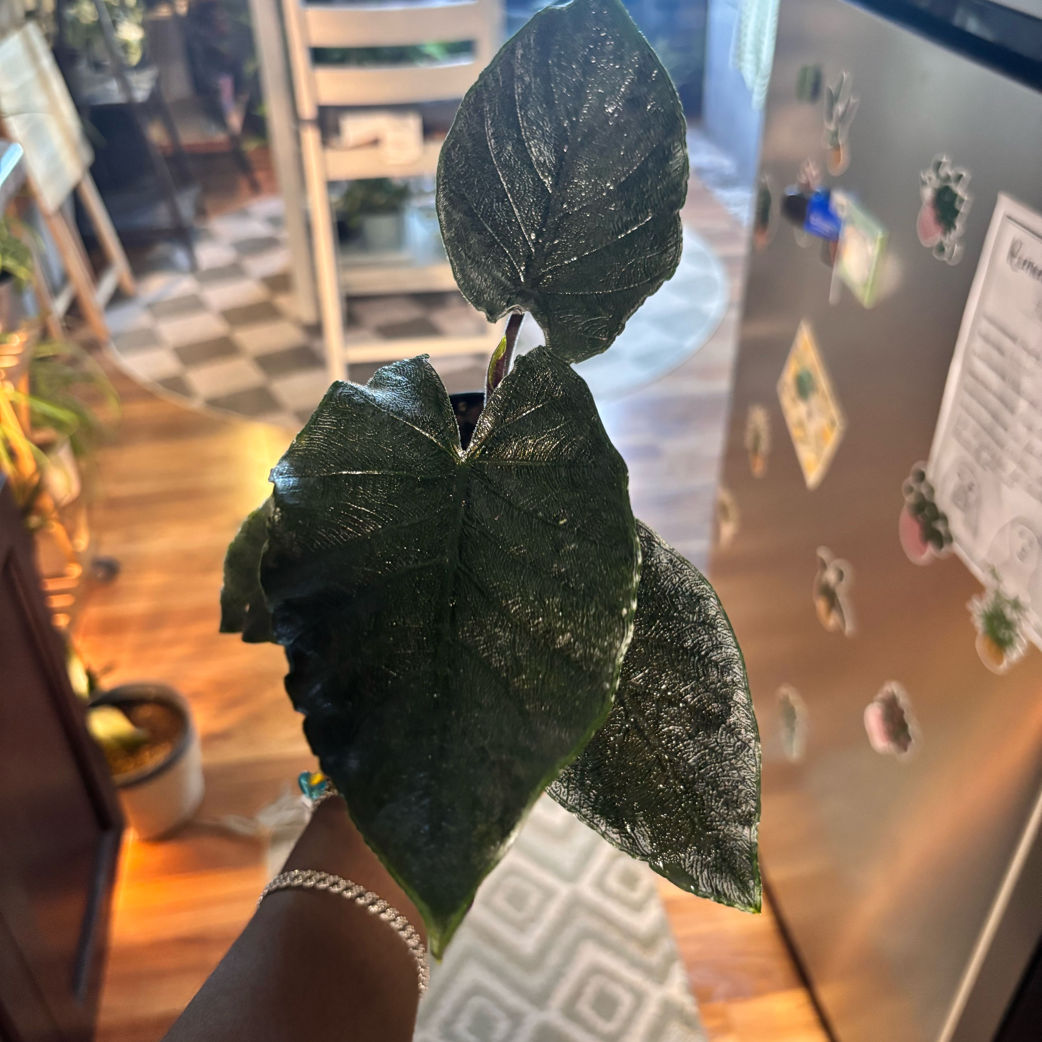 Photo of the plant species Alocasia Antoro Velvet by @Plant-princesss named Duke on Greg, the plant care app