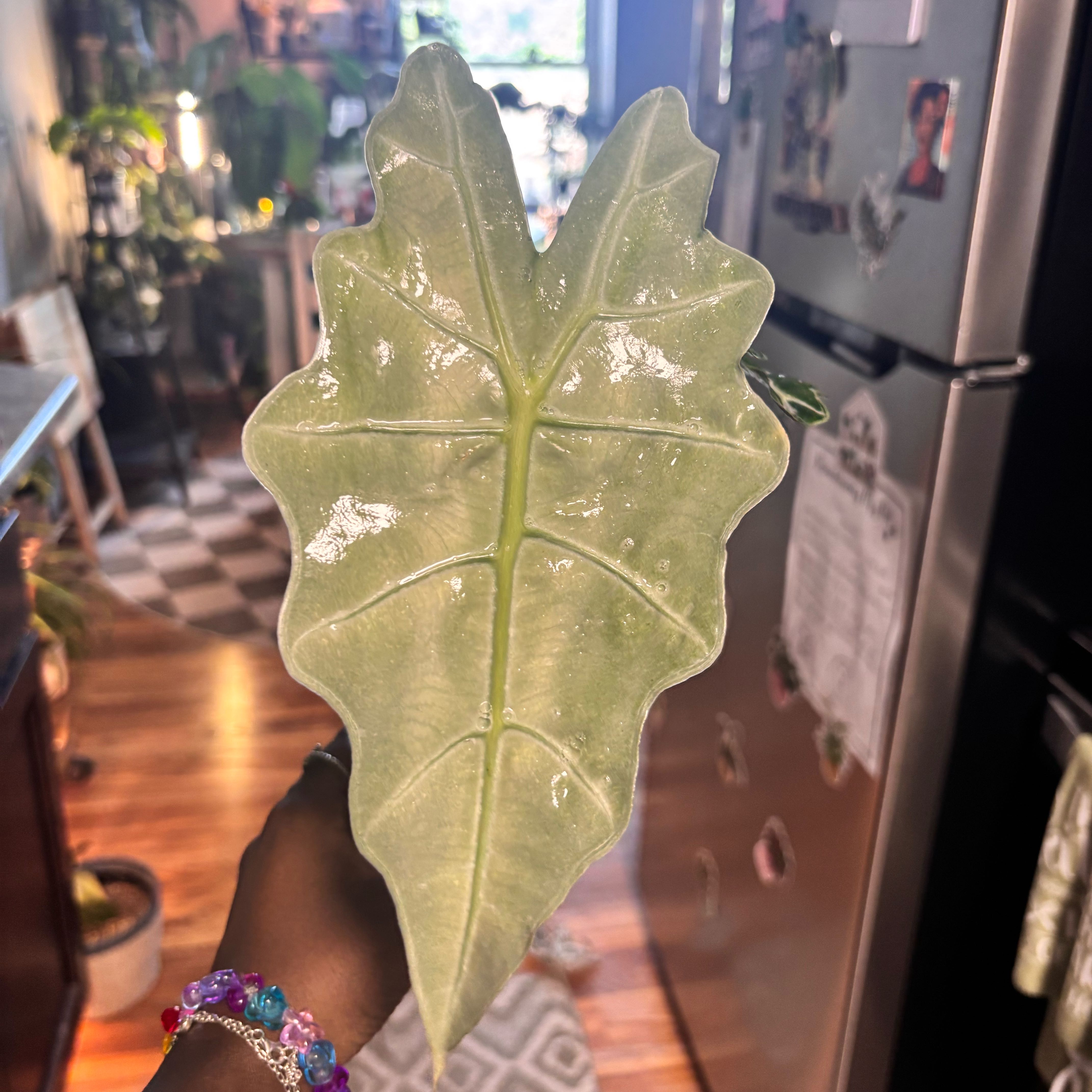 Photo of the plant species Alocasia Polly Pink Mint by @Plant-princesss named Sol on Greg, the plant care app