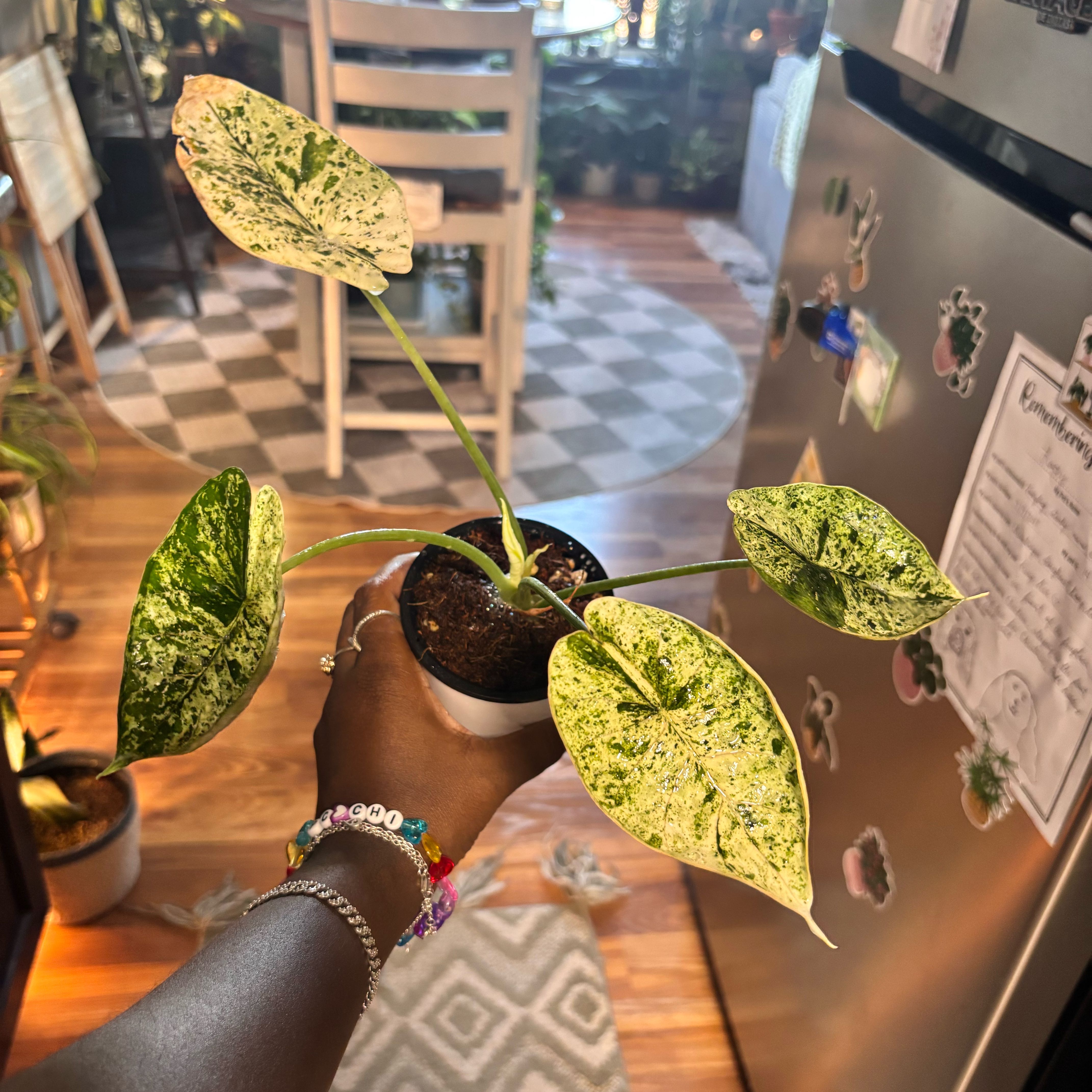 Photo of the plant species Alocasia Dragon Scale mint Verigated by @Plant-princesss named Cleopatra on Greg, the plant care app