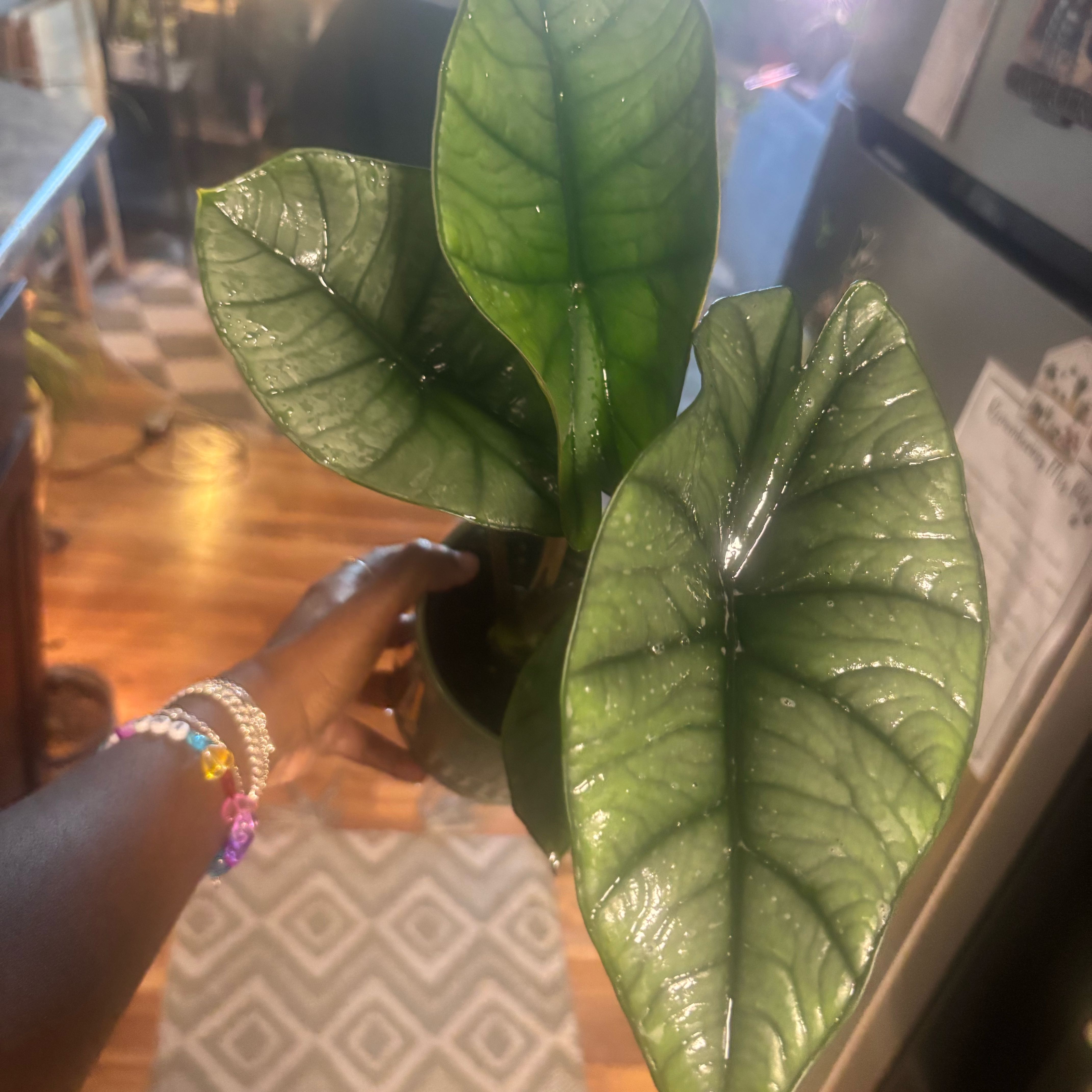 Photo of the plant species Alocasia Bisma by @Plant-princesss named Sanders on Greg, the plant care app
