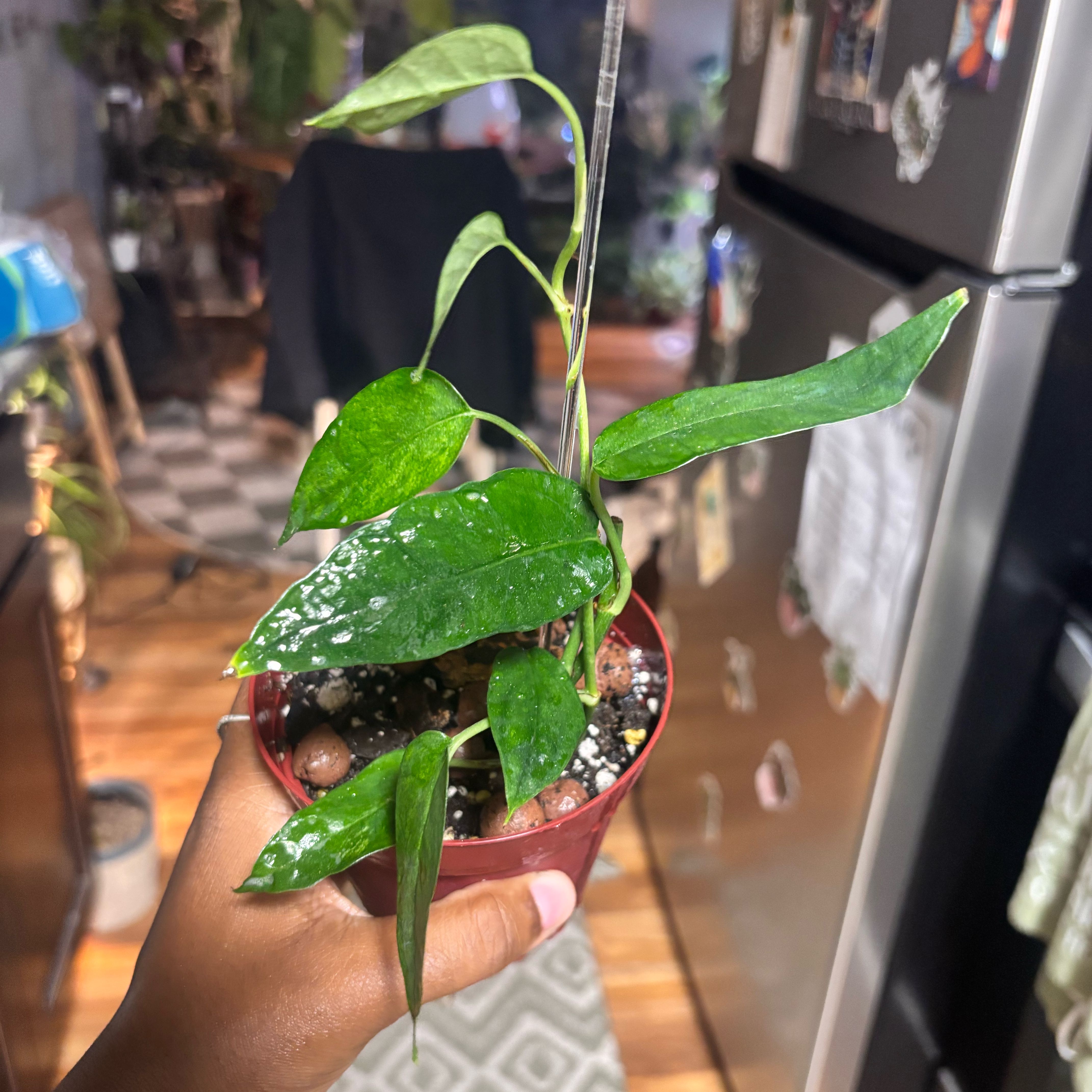 Photo of the plant species Epipremnum 'Cebu Mint' by @Plant-princesss named Sherlock on Greg, the plant care app