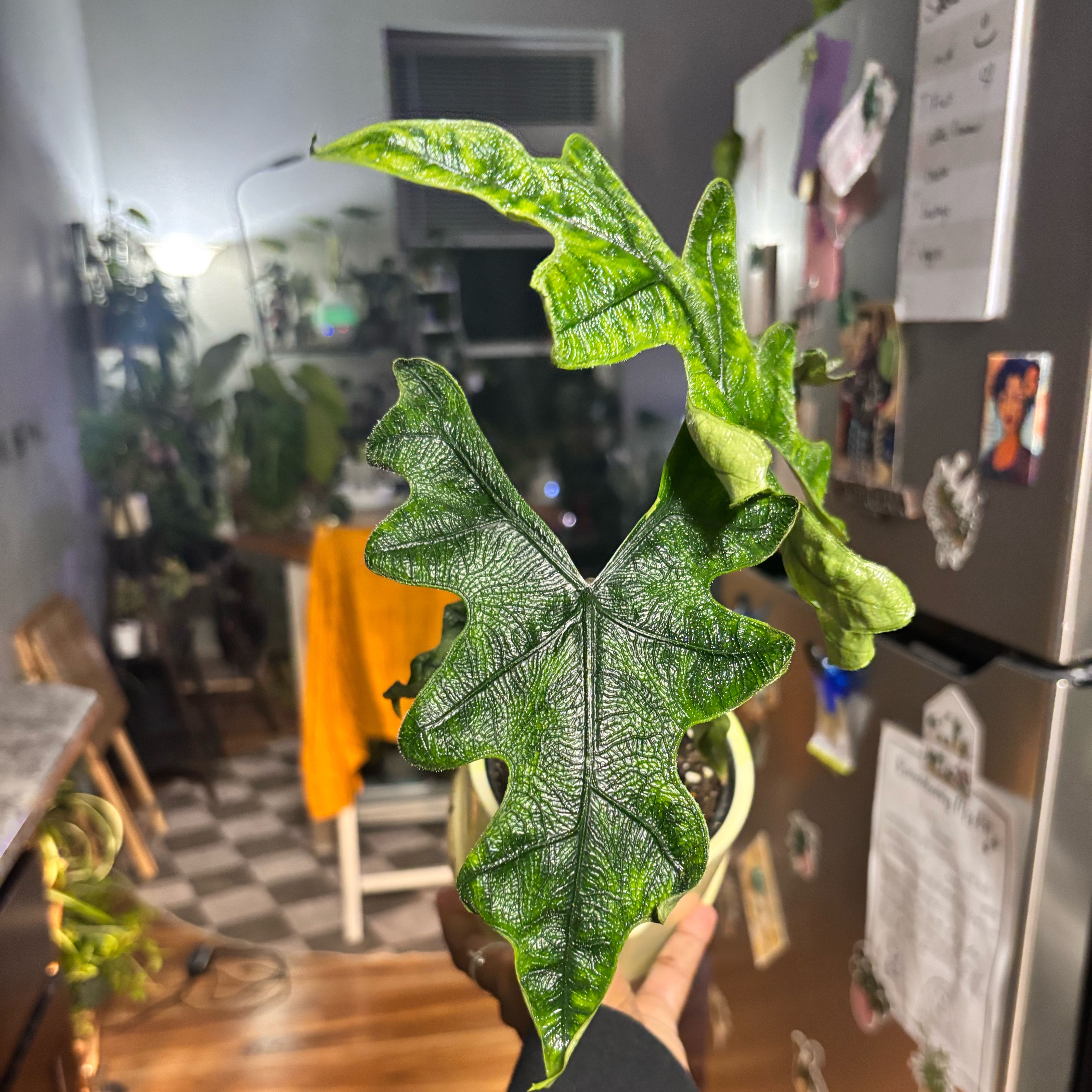 Photo of the plant species Alocasia 'Jacklyn' by @Plant-princesss named Bodhi on Greg, the plant care app