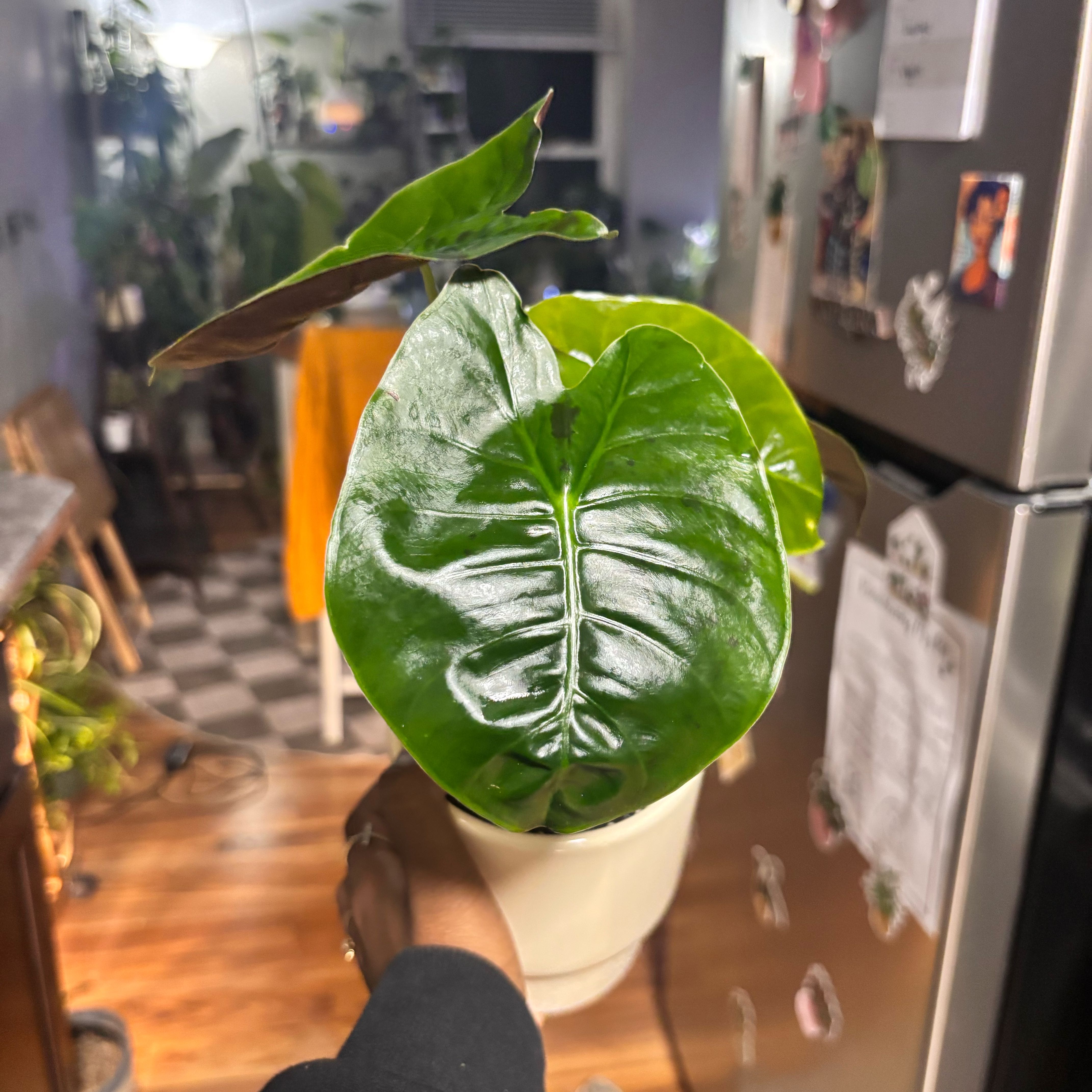 Photo of the plant species Alocasia Golden Bone by @Plant-princesss named Winston on Greg, the plant care app