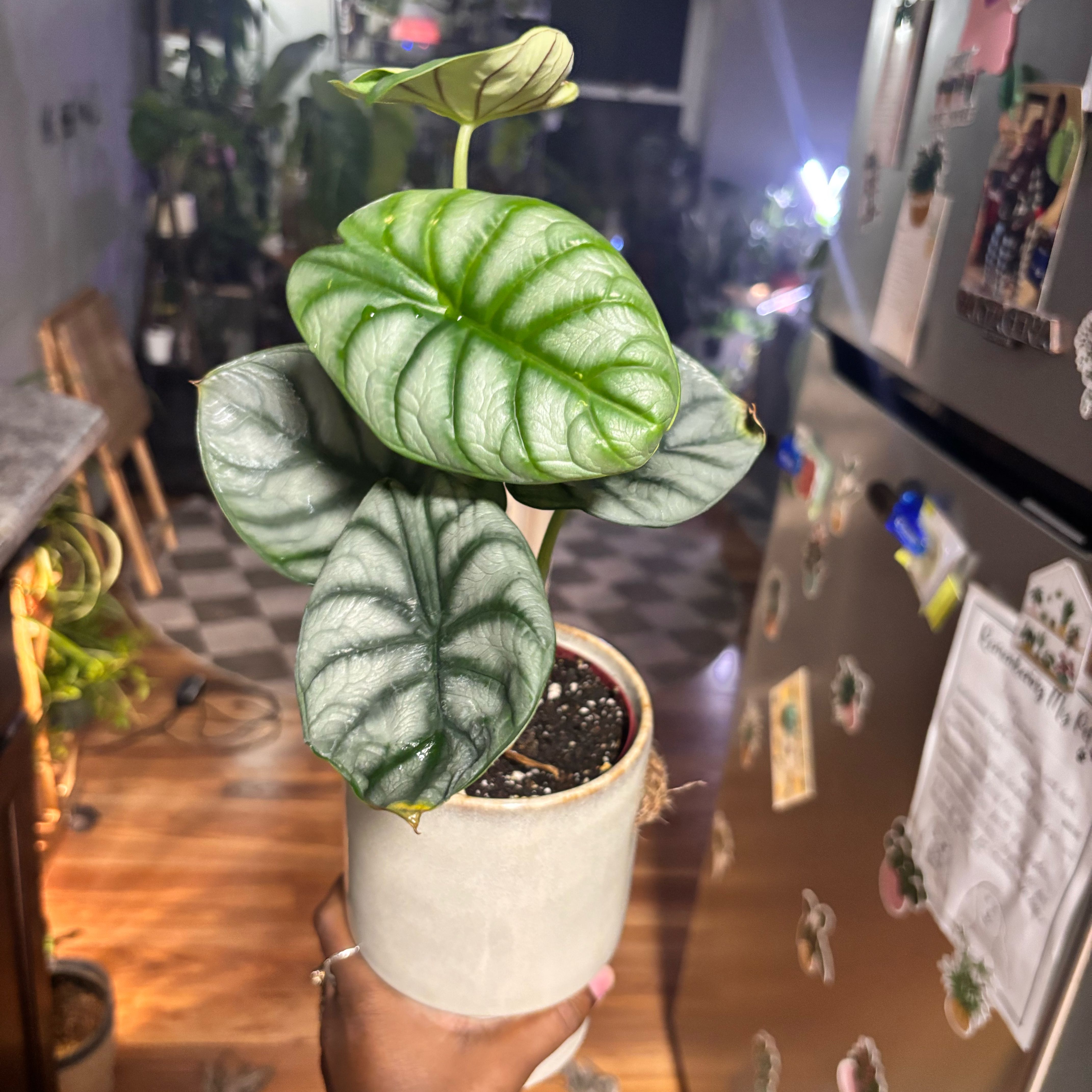 Photo of the plant species Alocasia baginda 'Mythic Silver Dragon' by @Plant-princesss named Drake on Greg, the plant care app
