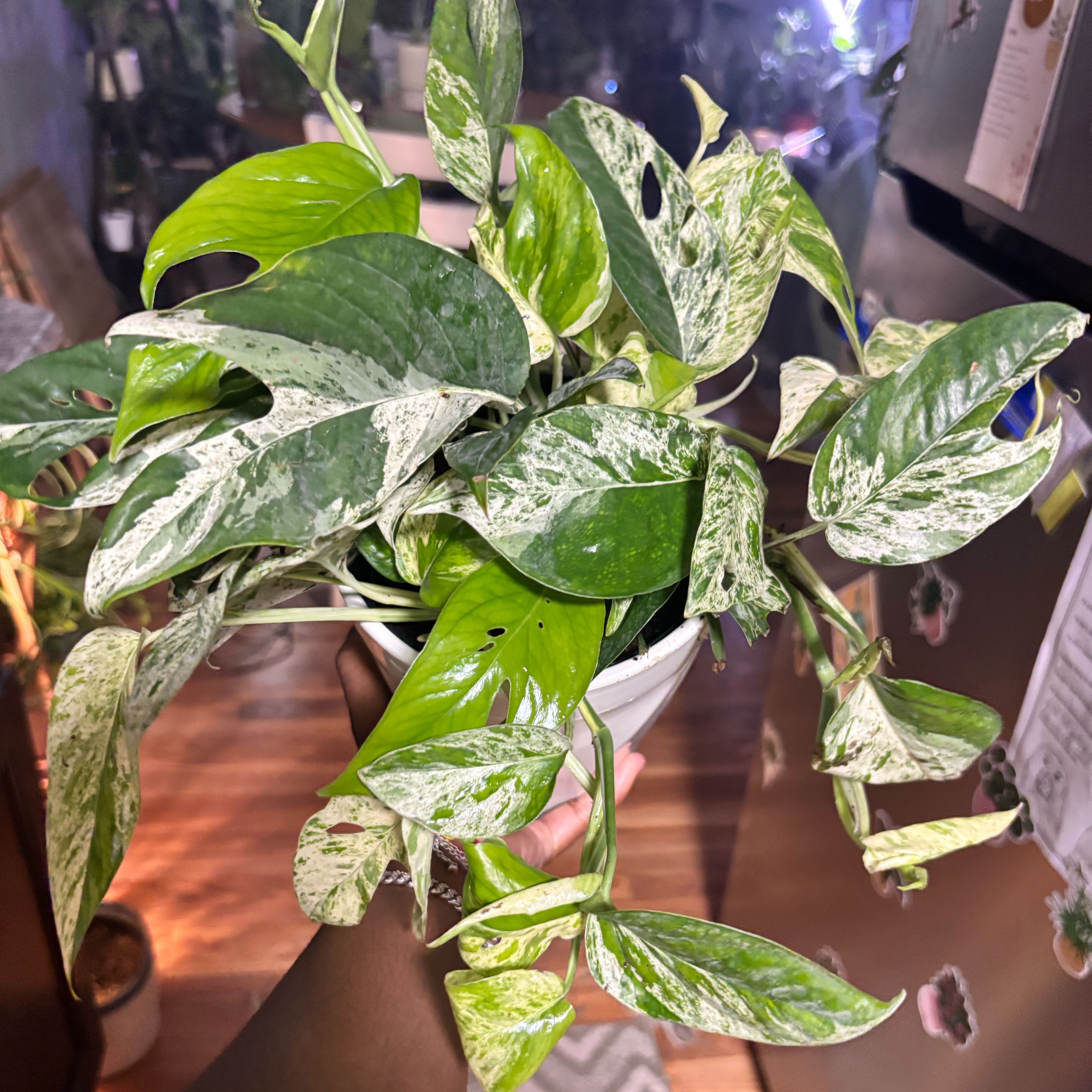 Photo of the plant species Marble Epipremnum Pinnatum by @Plant-princesss named Terra on Greg, the plant care app