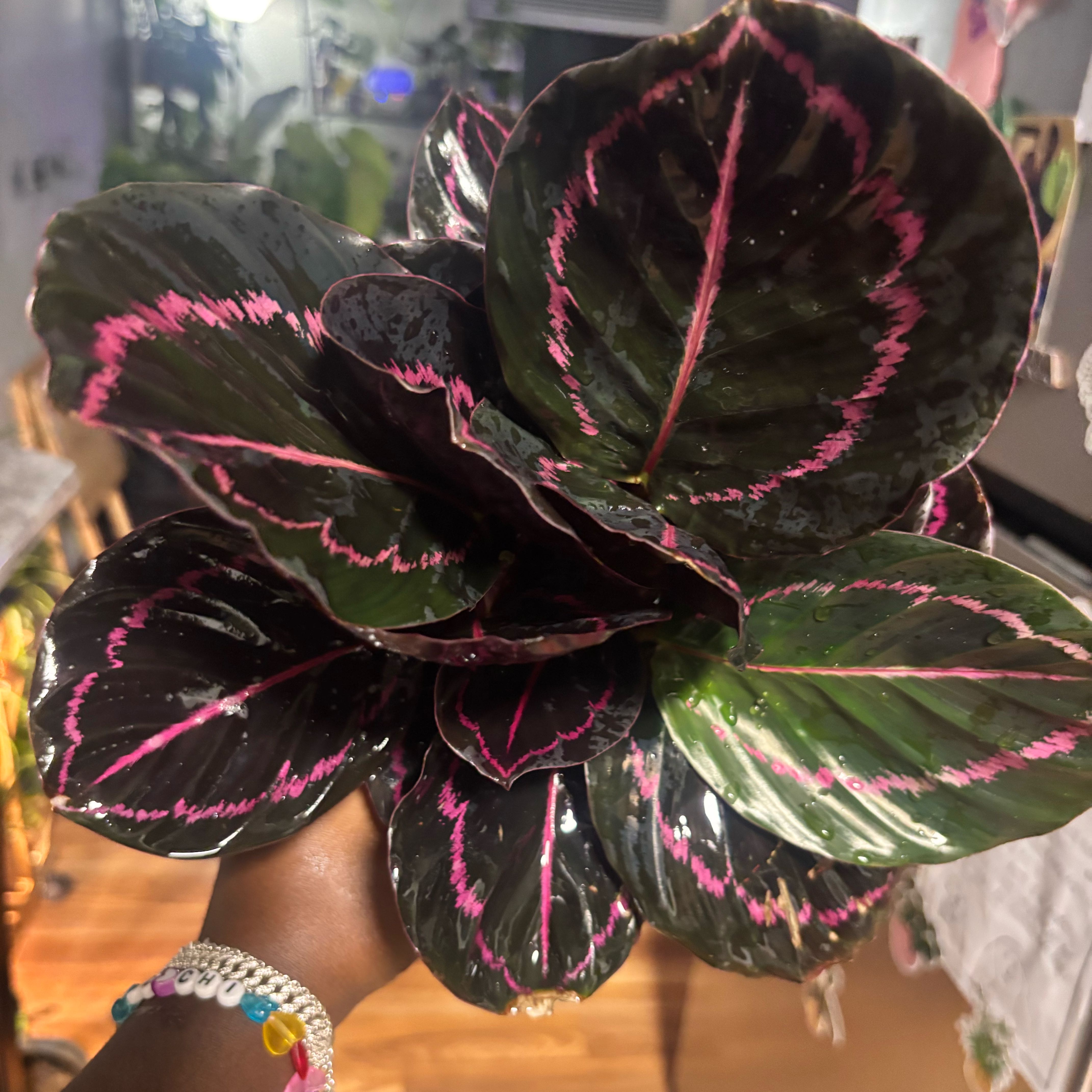 Photo of the plant species Calathea Dottie by @Plant-princesss named McKinley on Greg, the plant care app