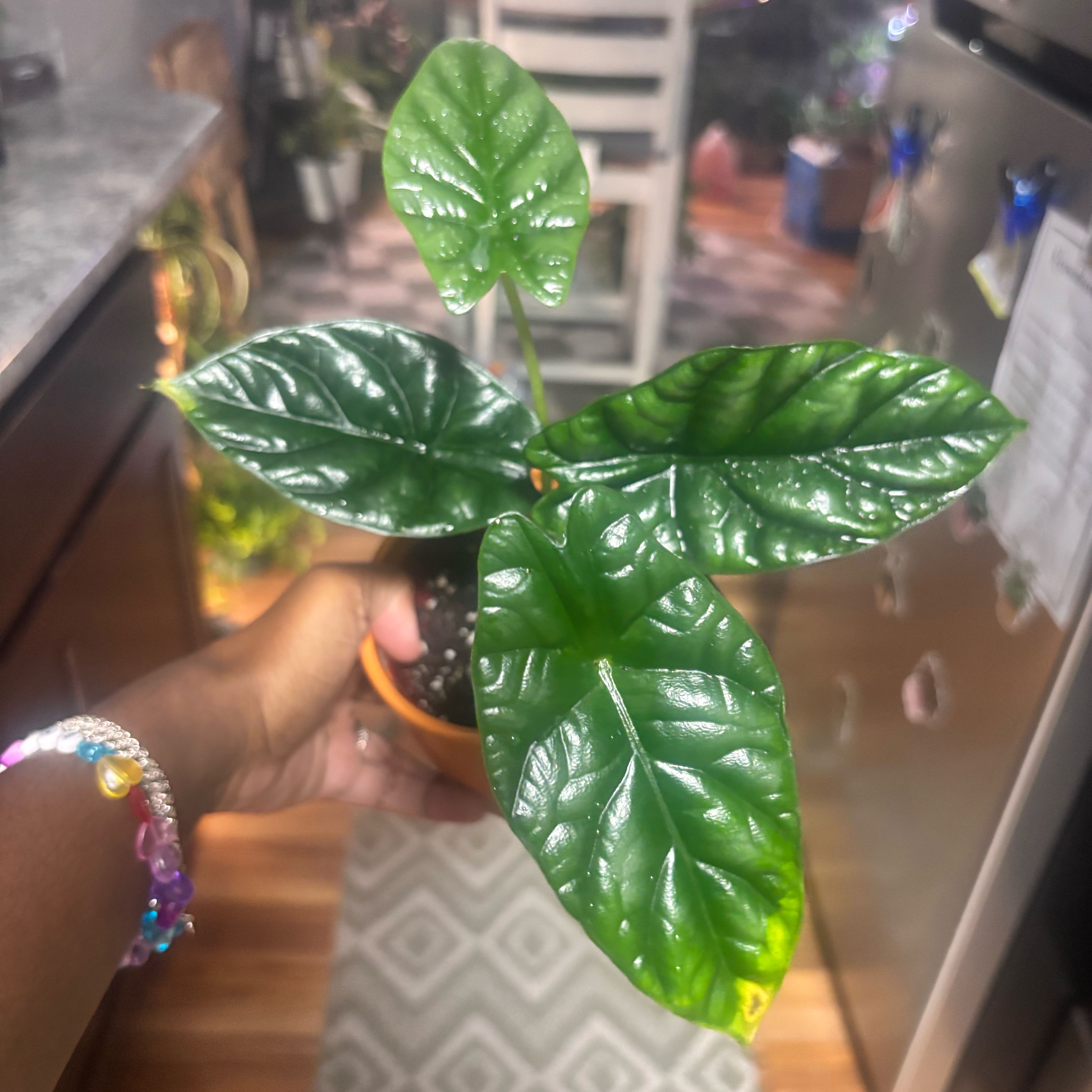 Photo of the plant species Jewel Alocasia by @Plant-princesss named Sonora on Greg, the plant care app