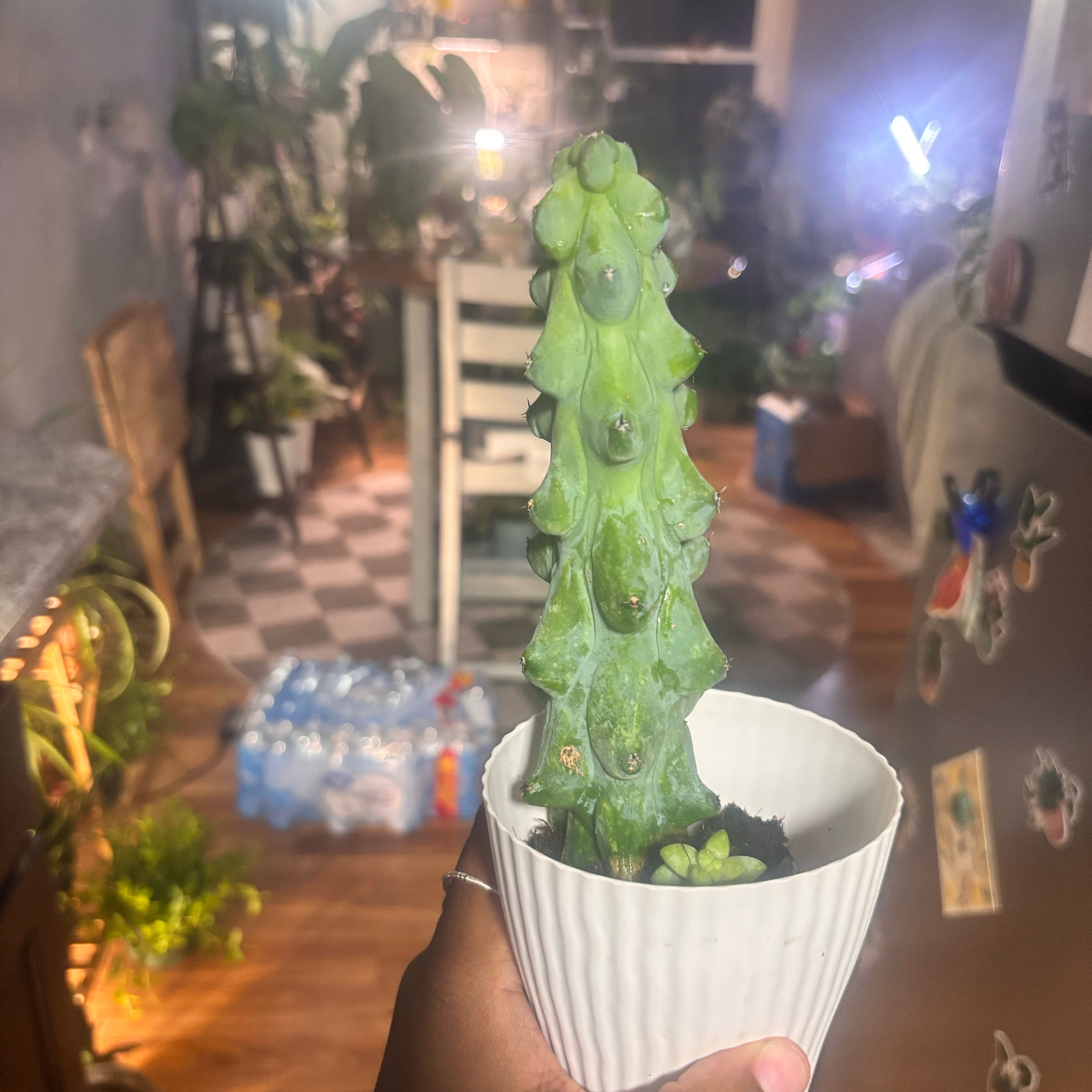 Photo of the plant species Boobie Cactus by @Plant-princesss named Willow on Greg, the plant care app