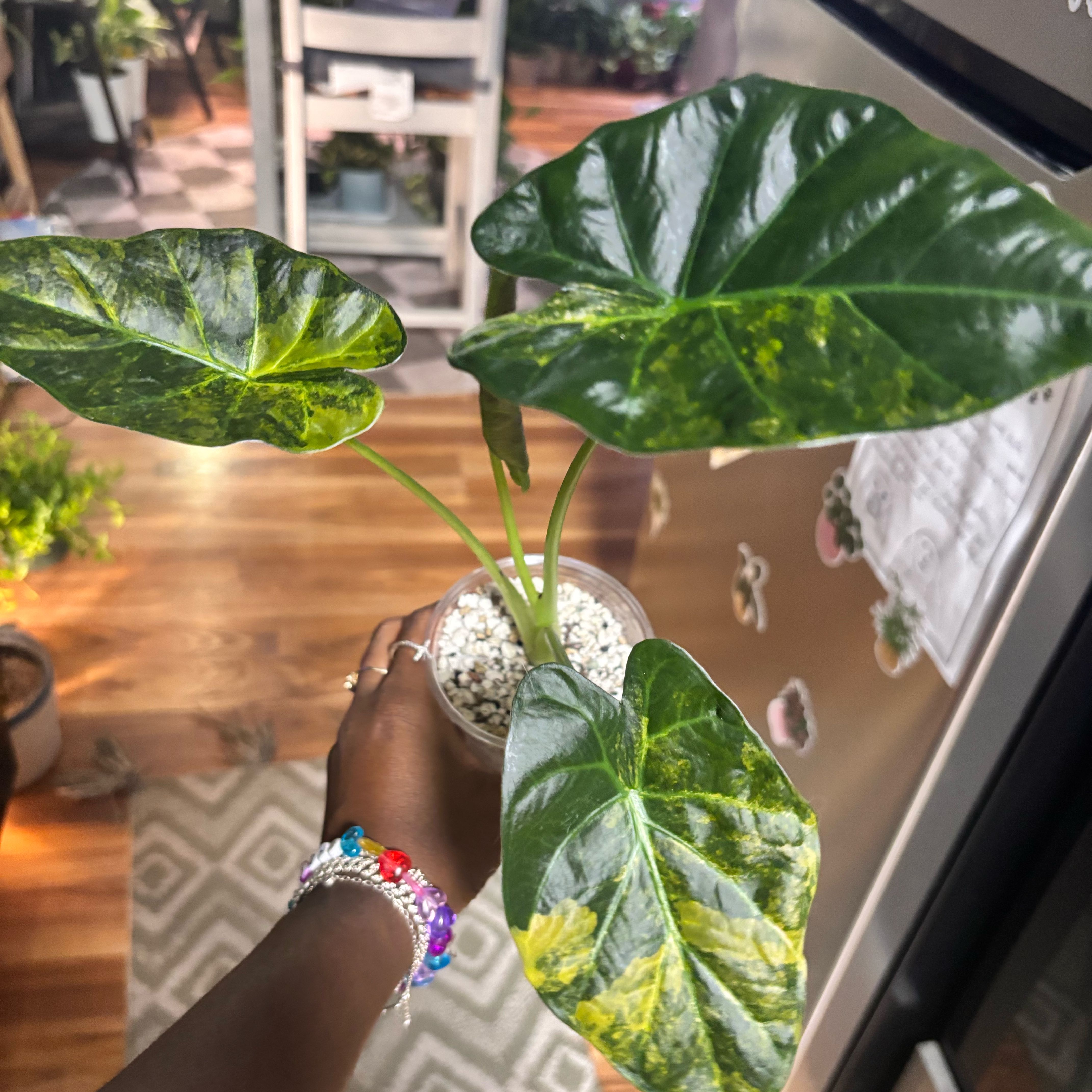 Photo of the plant species Alocasia Regal Shield Aurea by @Plant-princesss named Prince on Greg, the plant care app