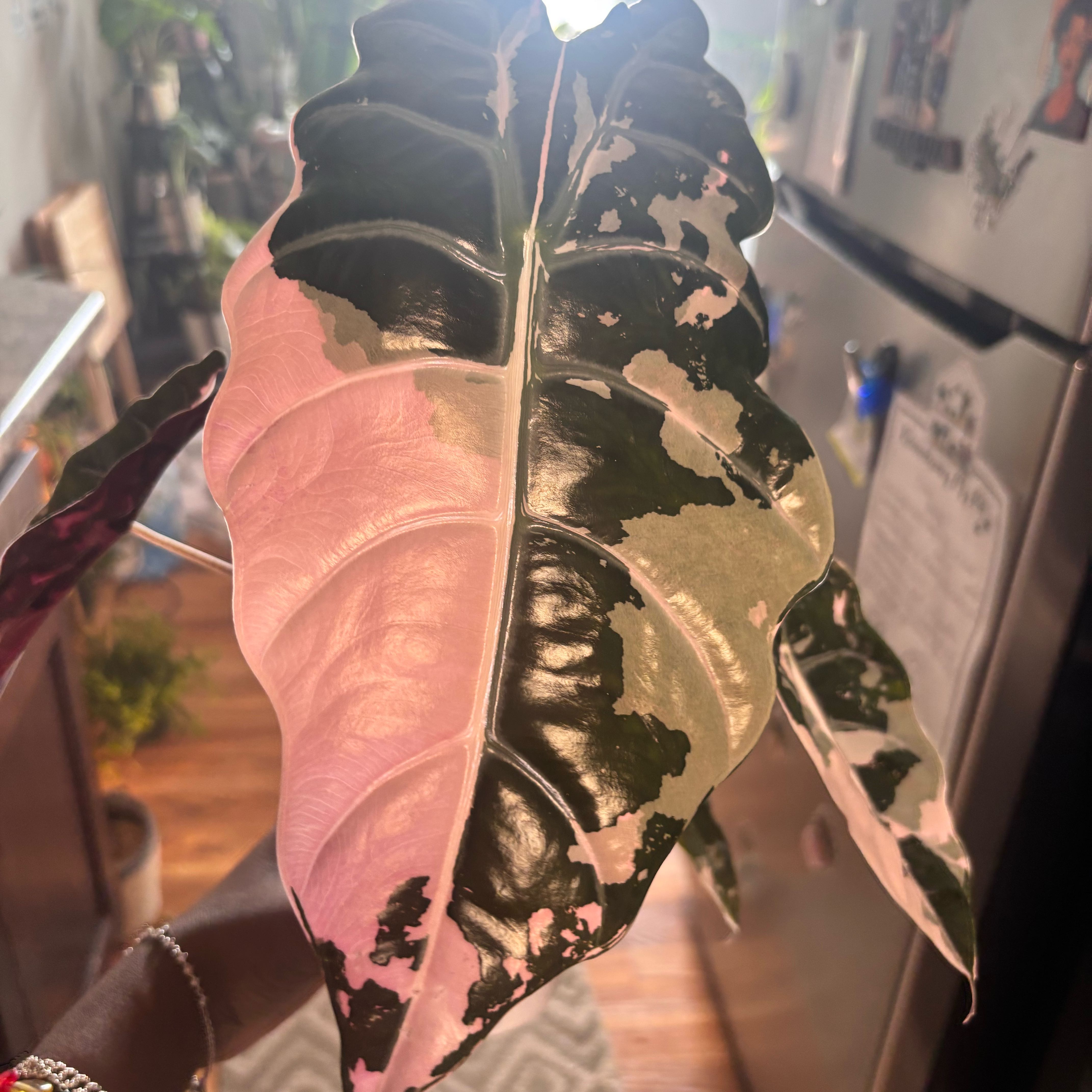 Photo of the plant species Alocasia Chantrieri Pink by @Plant-princesss named Stella on Greg, the plant care app